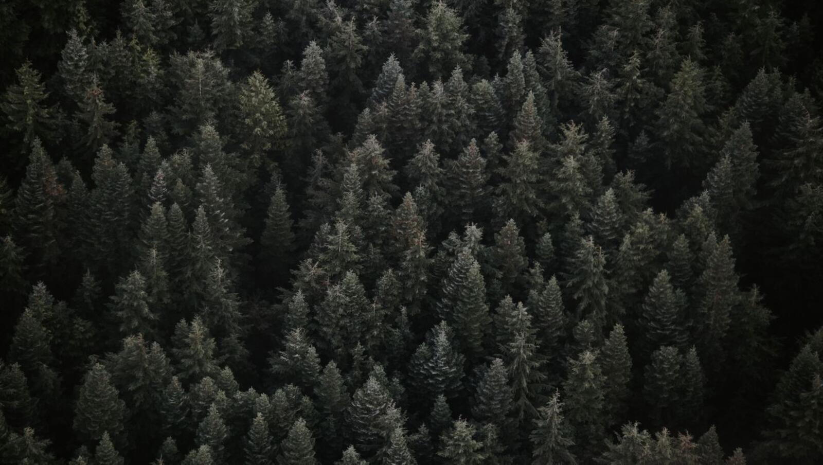 Wallpapers forest christmas trees top view on the desktop