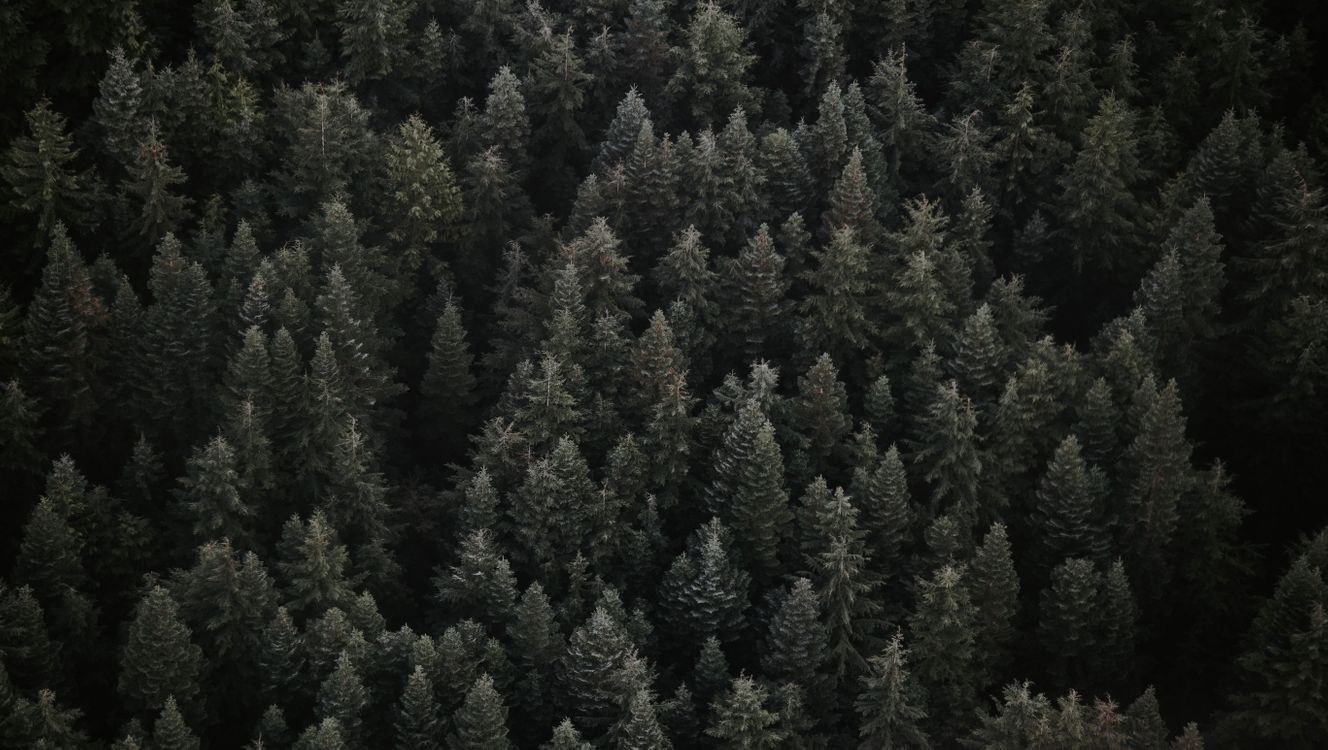 Photo free forest, christmas trees, top view
