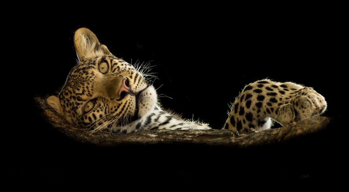 A leopard lies