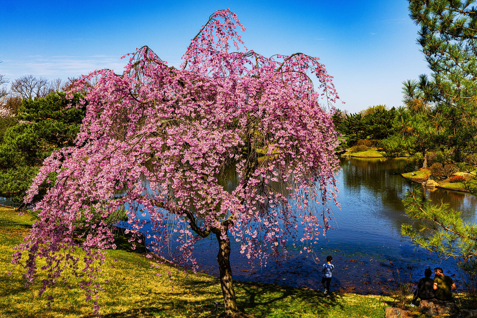 Wallpapers nature USA spring on the desktop