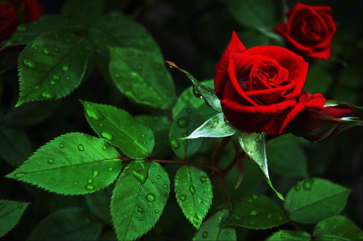 Красивые розы мира