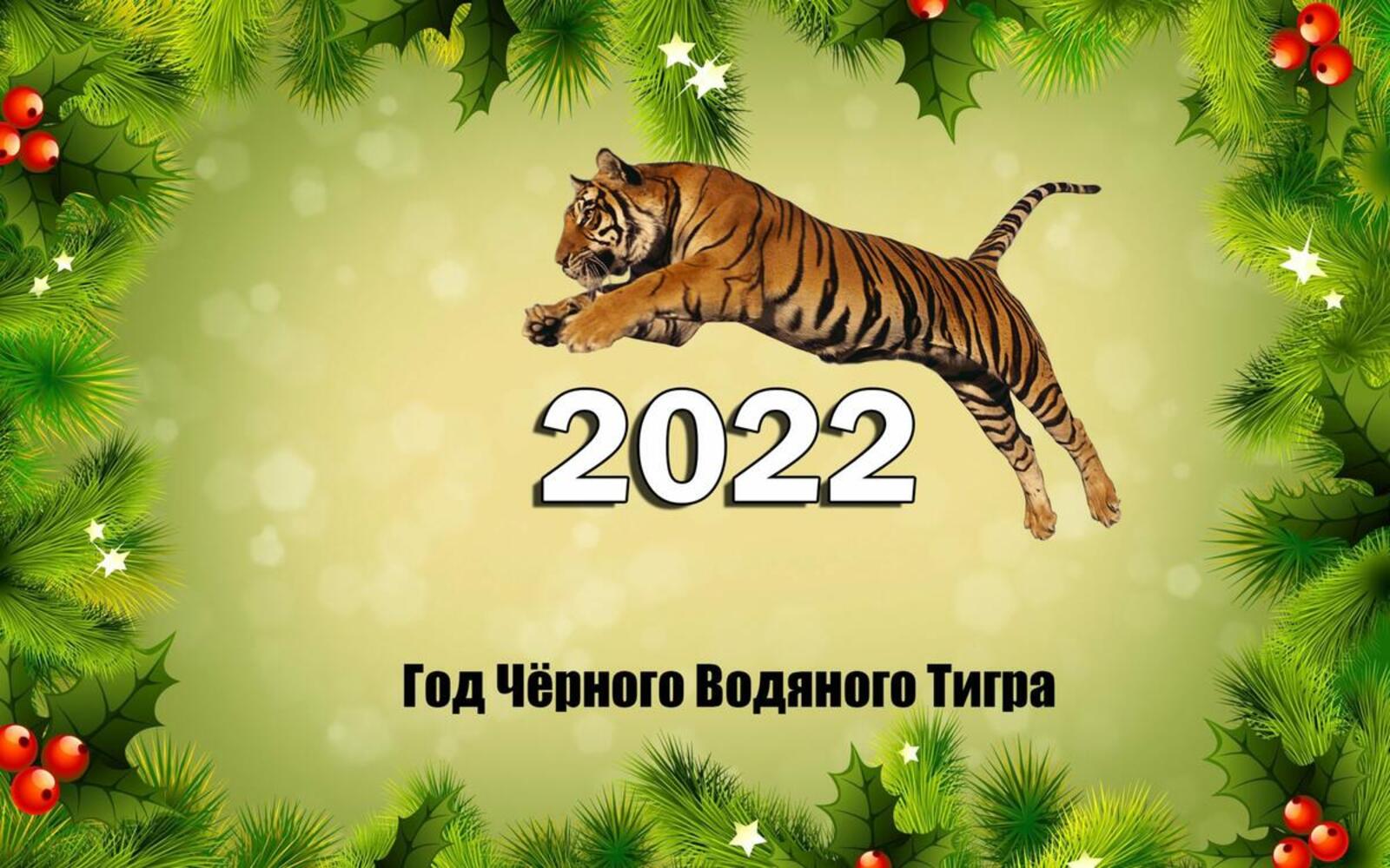 Wallpapers tiger 2022 big cat on the desktop