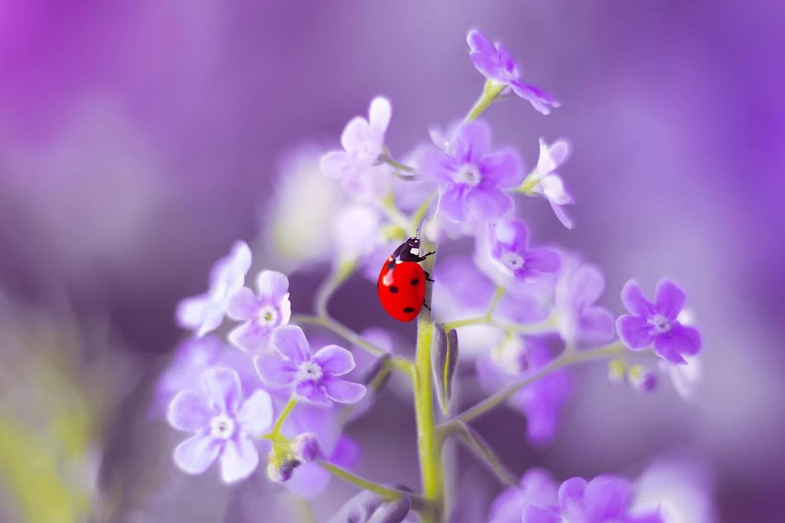 Wallpapers ladybug purple flowers small flowers on the desktop