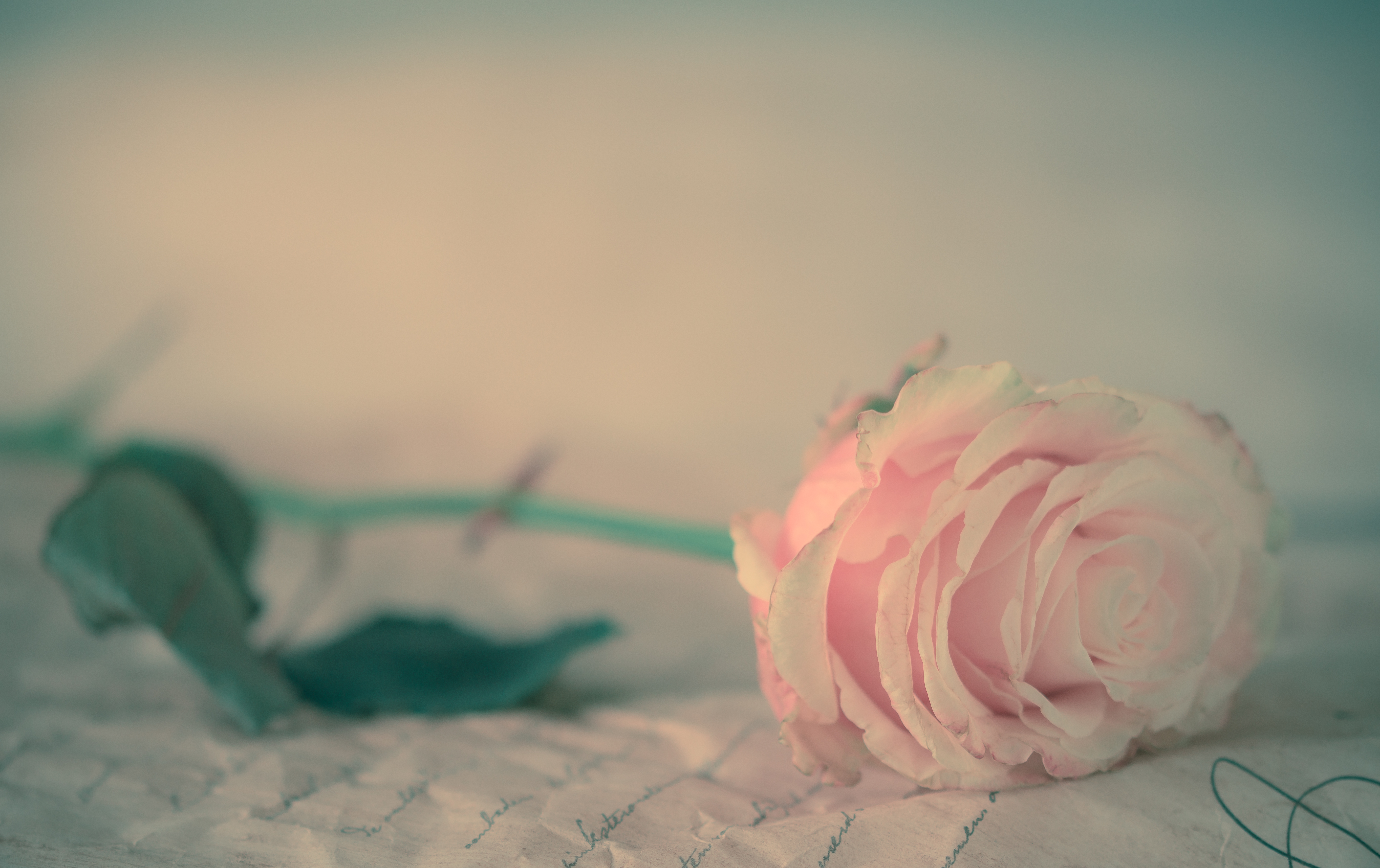 Фото бесплатно розы, стебель растения, замораживание