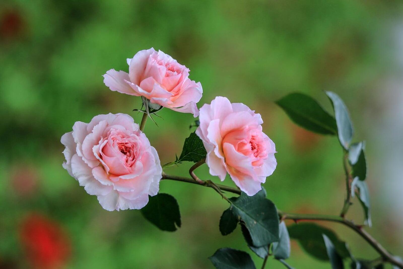 Обои цветы розы листья на рабочий стол