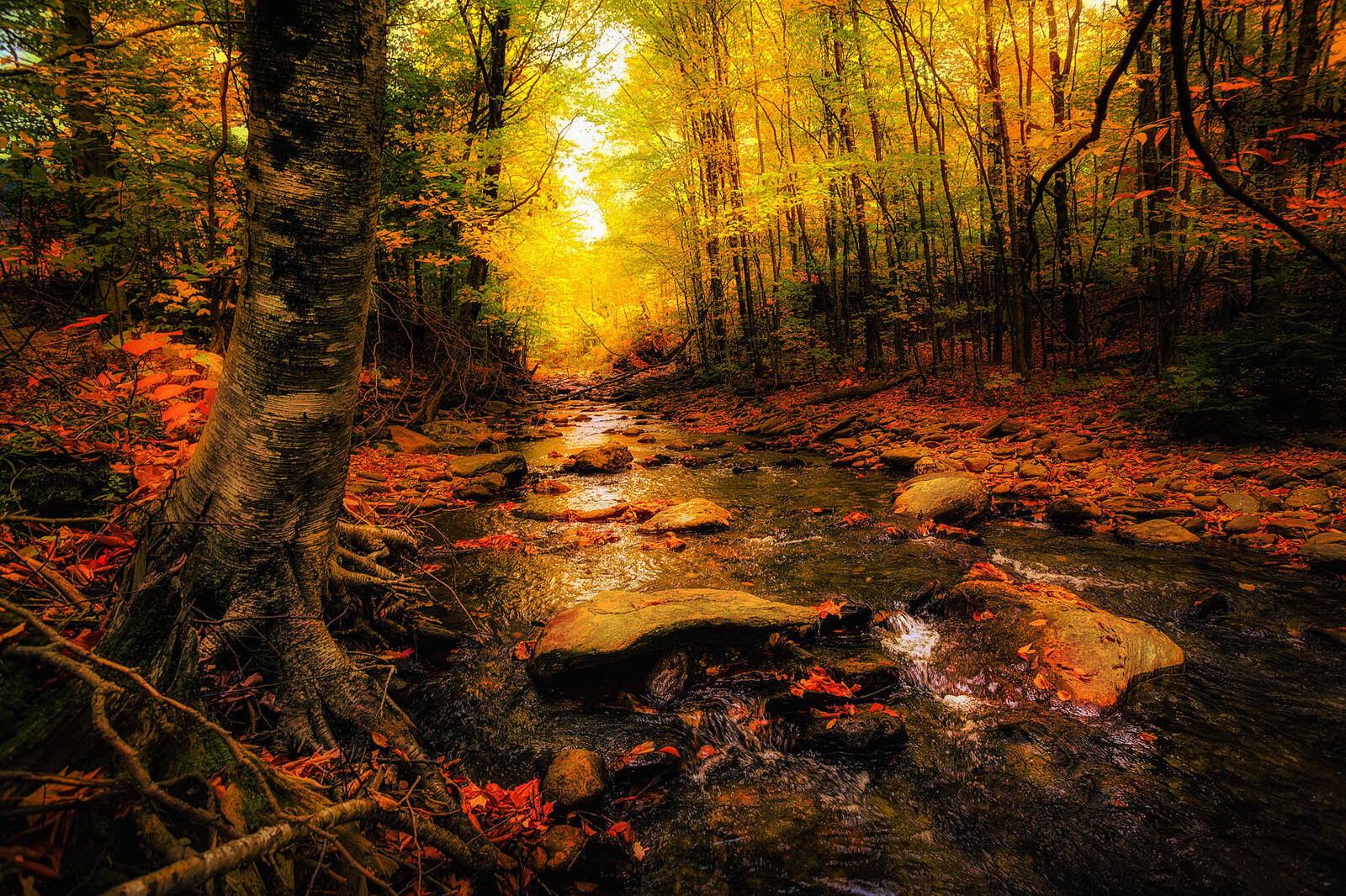 Обои осенний лес река осень на рабочий стол