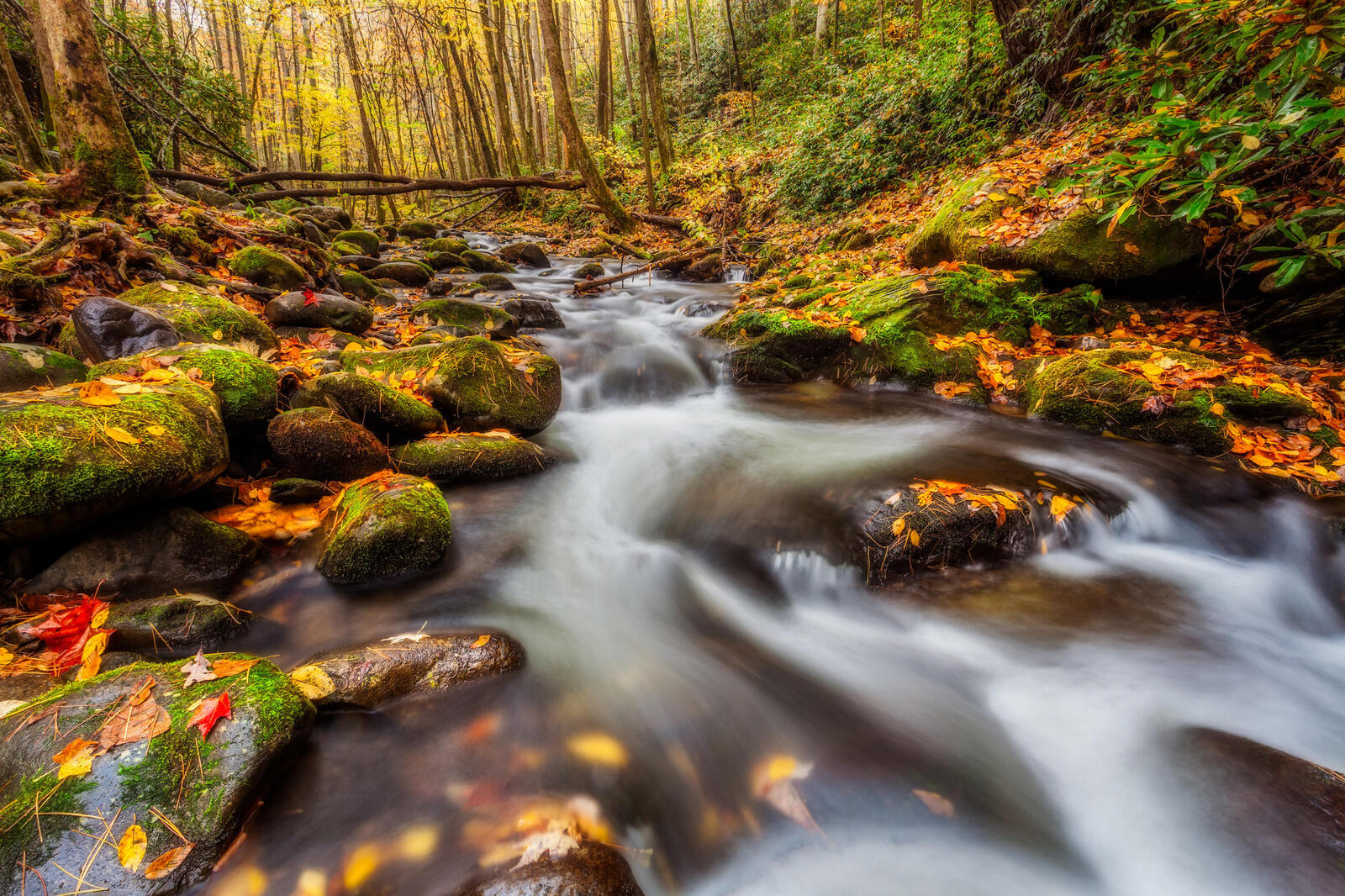 Wallpapers autumn forest Smoky Mountains National Park on the desktop