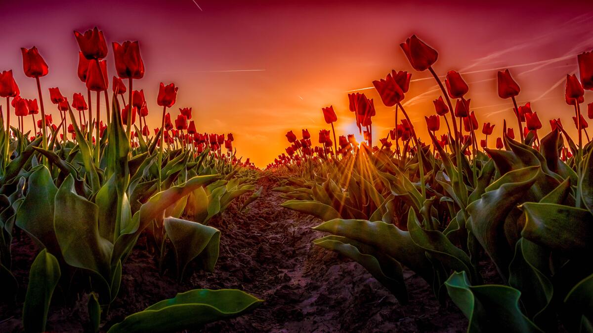 Download sunset, field wallpaper on your phone for free