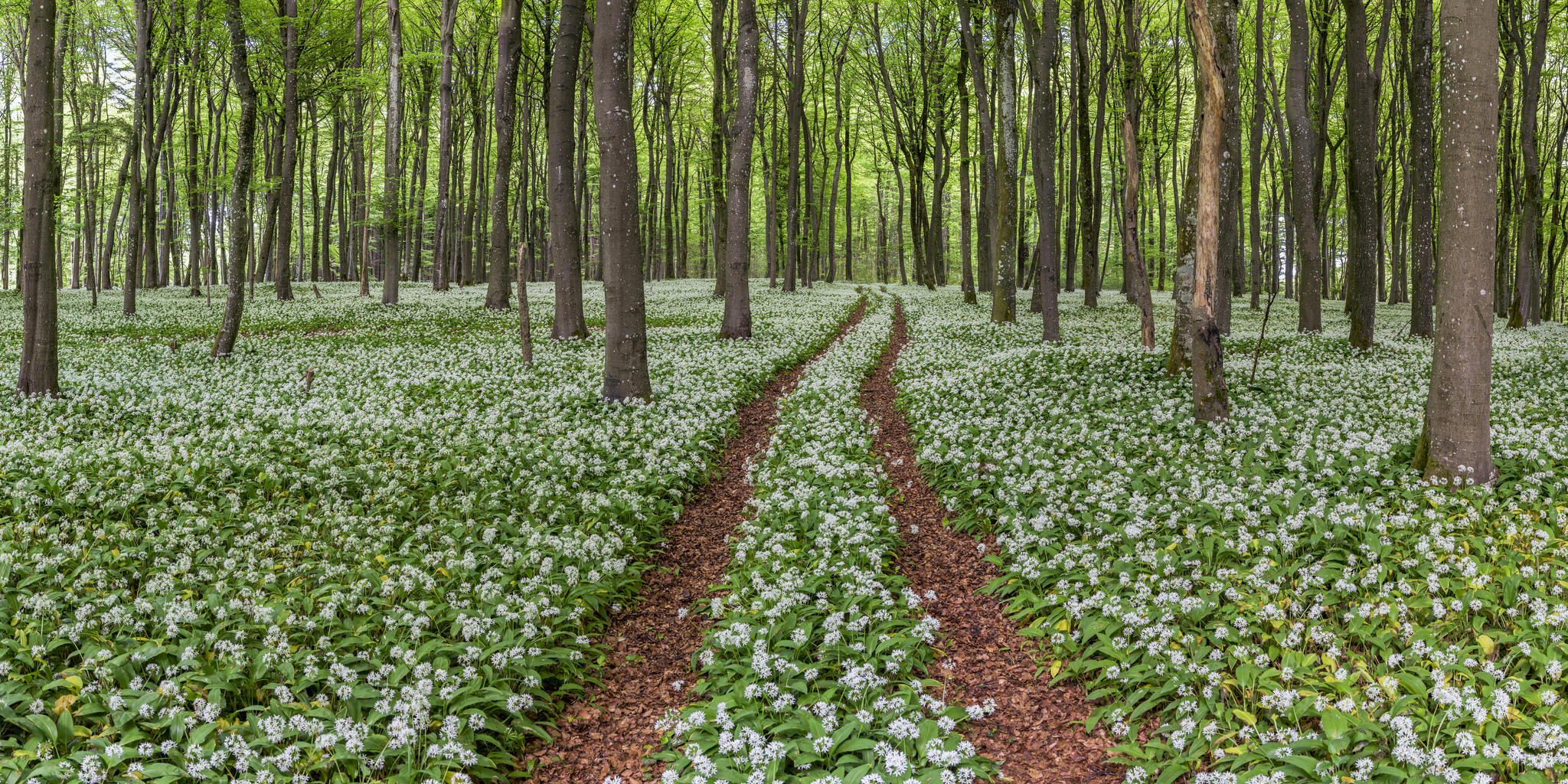 Обои полевые цветы лесной путь дорога на рабочий стол