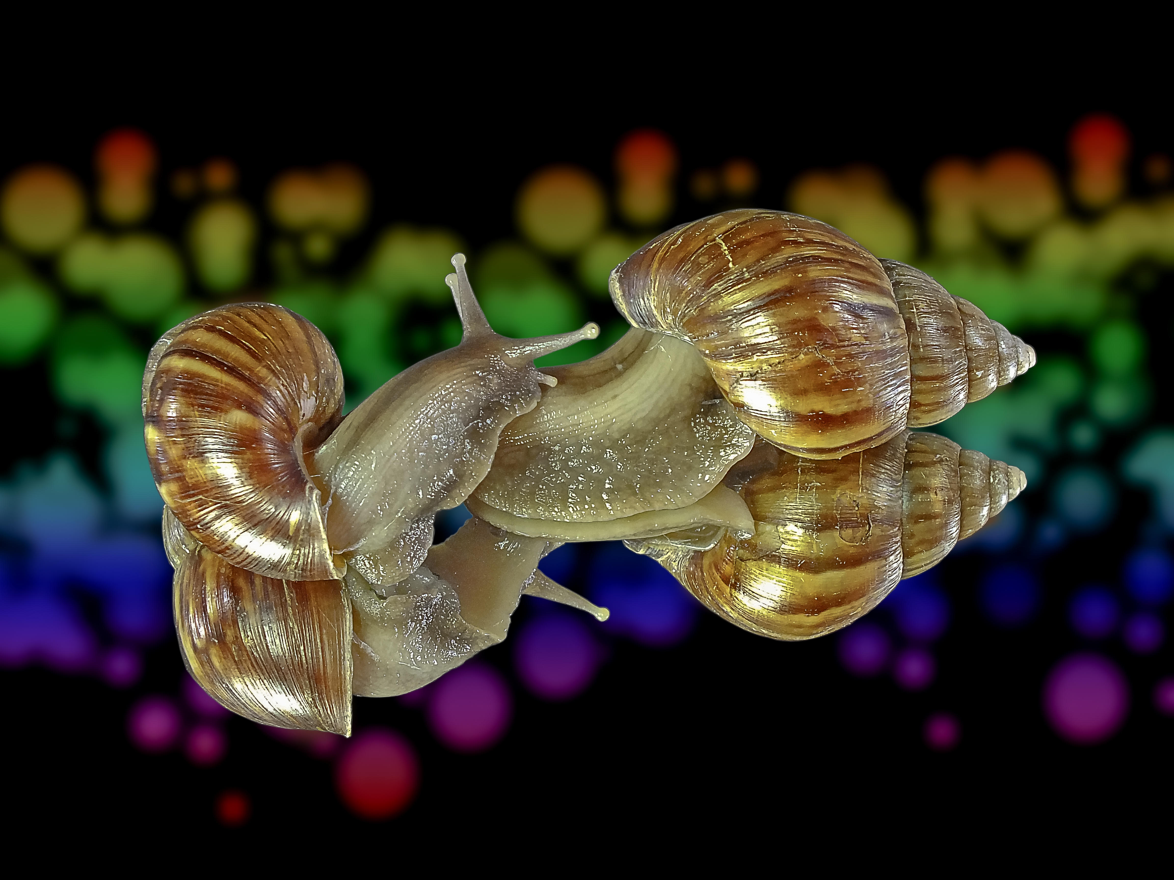 Wallpapers two snails snail insect on the desktop