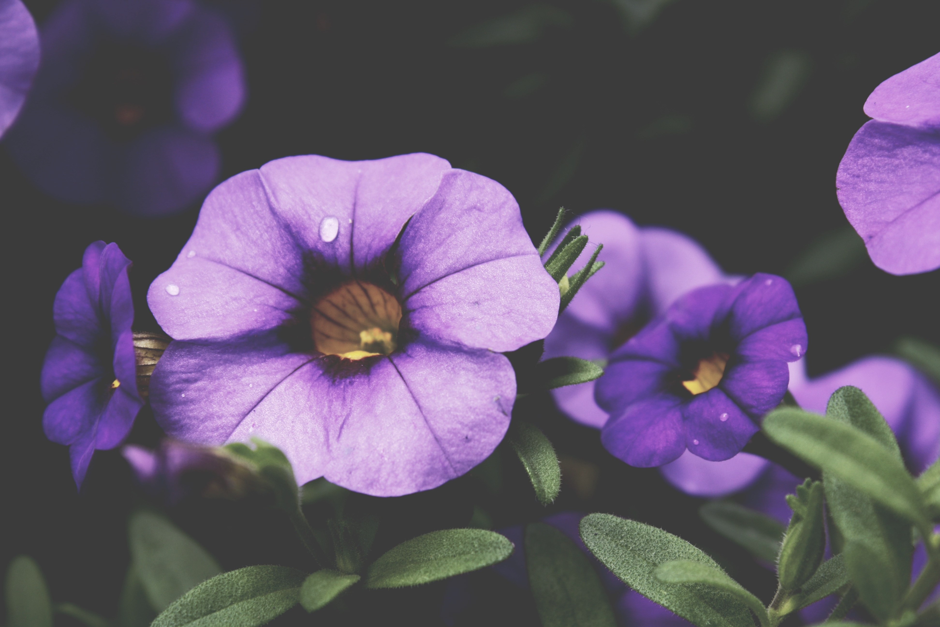 Обои Виола цветы наземное растение на рабочий стол