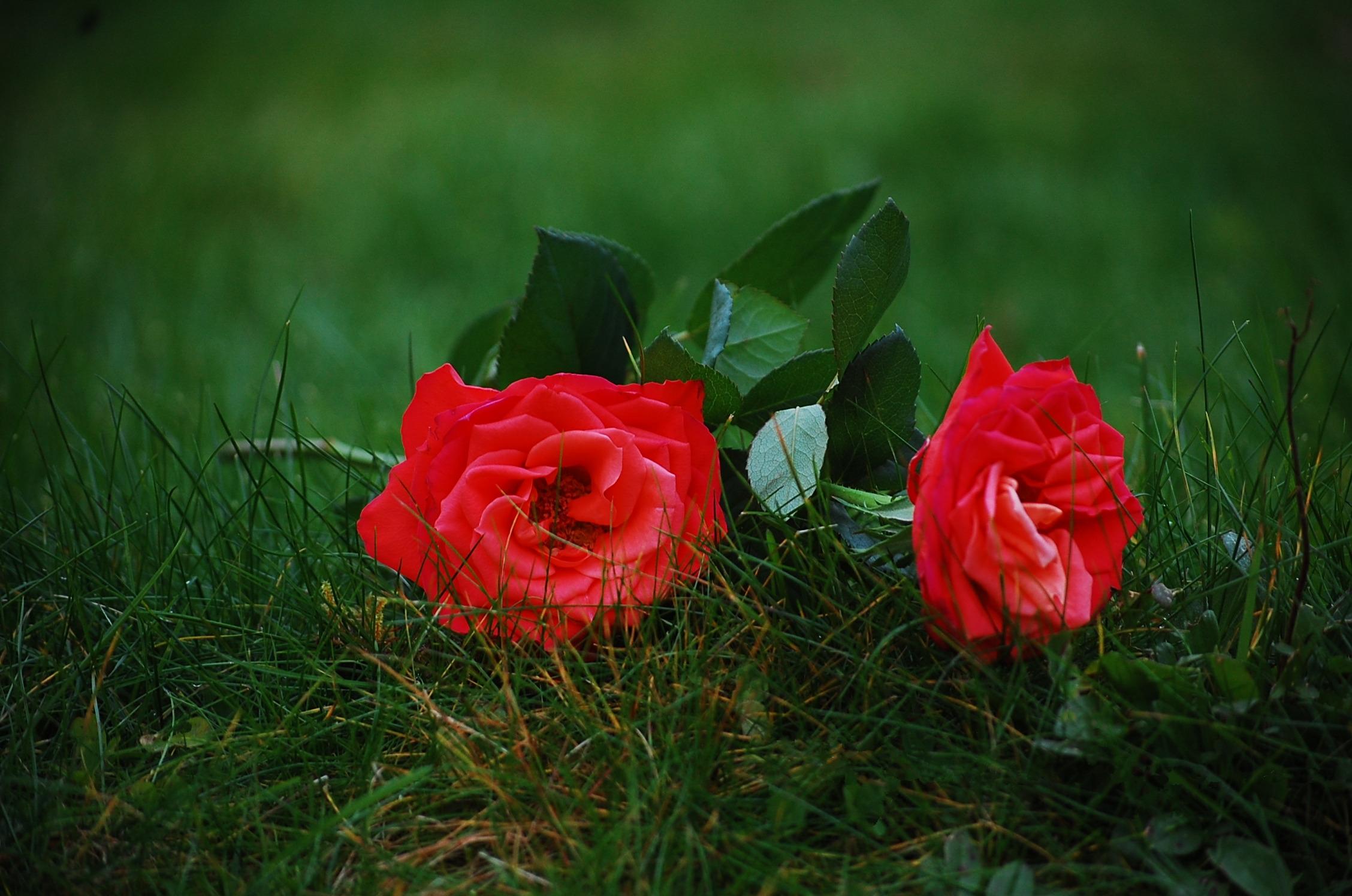 Обои цветы трава розы на рабочий стол
