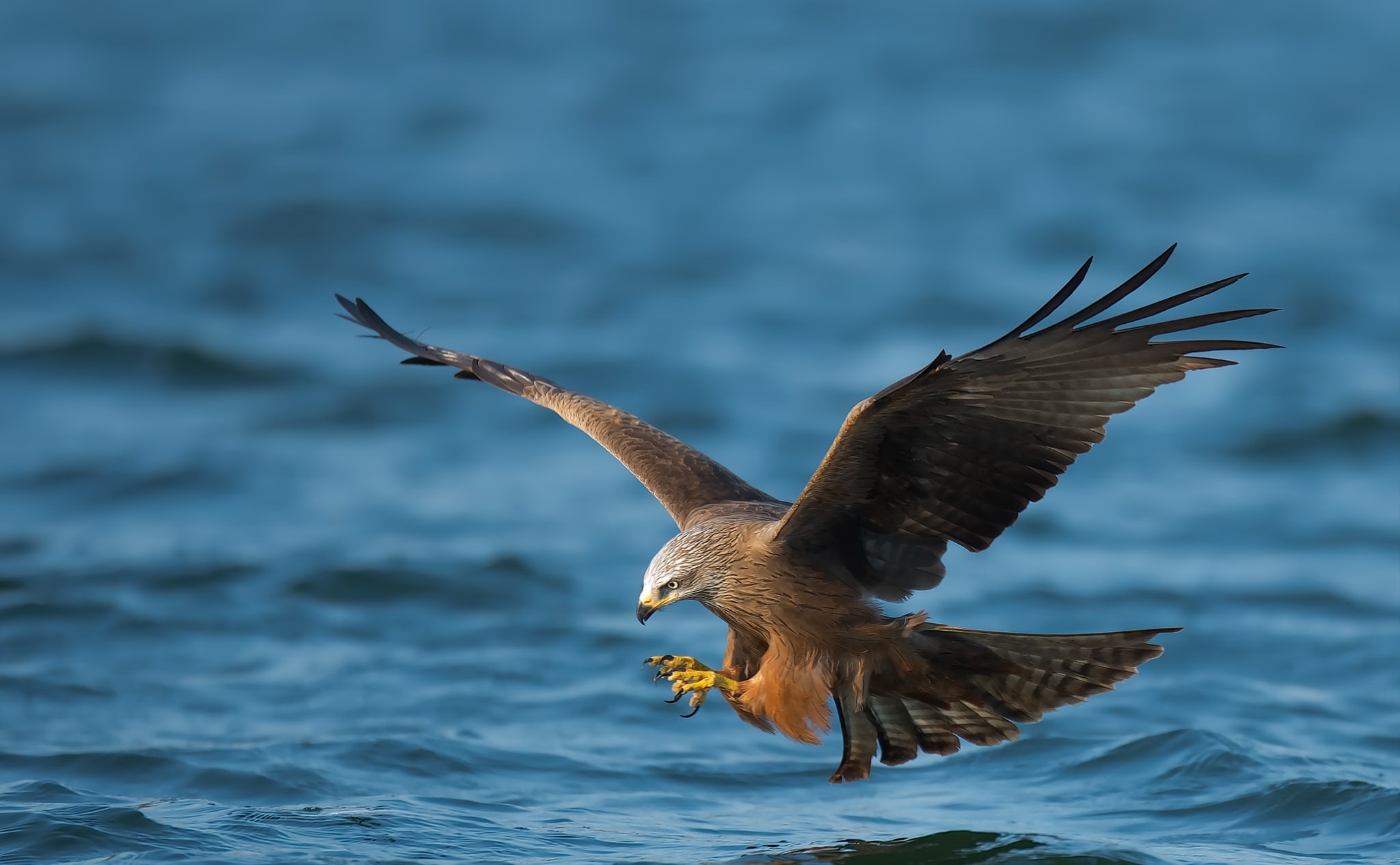免费照片一只老鹰在水面上飞翔