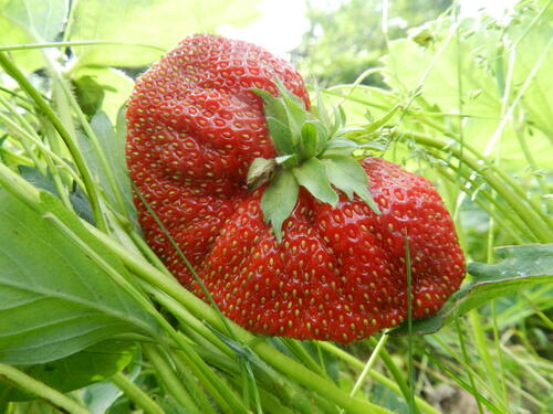 Huge photo of strawberries