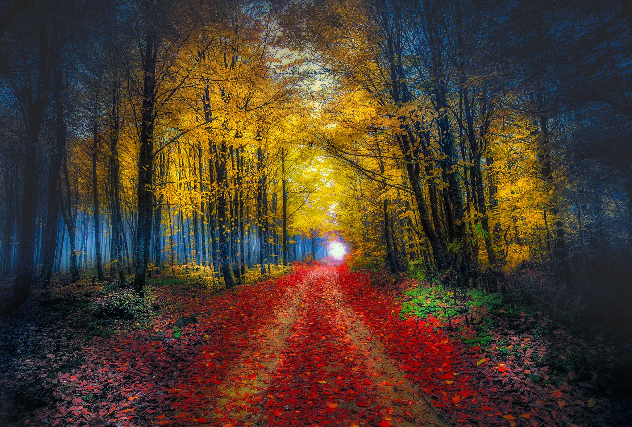 Бесплатное фото Осень на лесной дороге