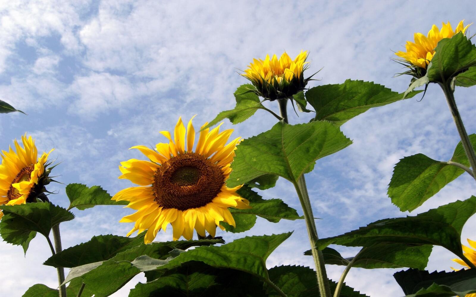 Wallpapers sunflowers leaves clouds on the desktop
