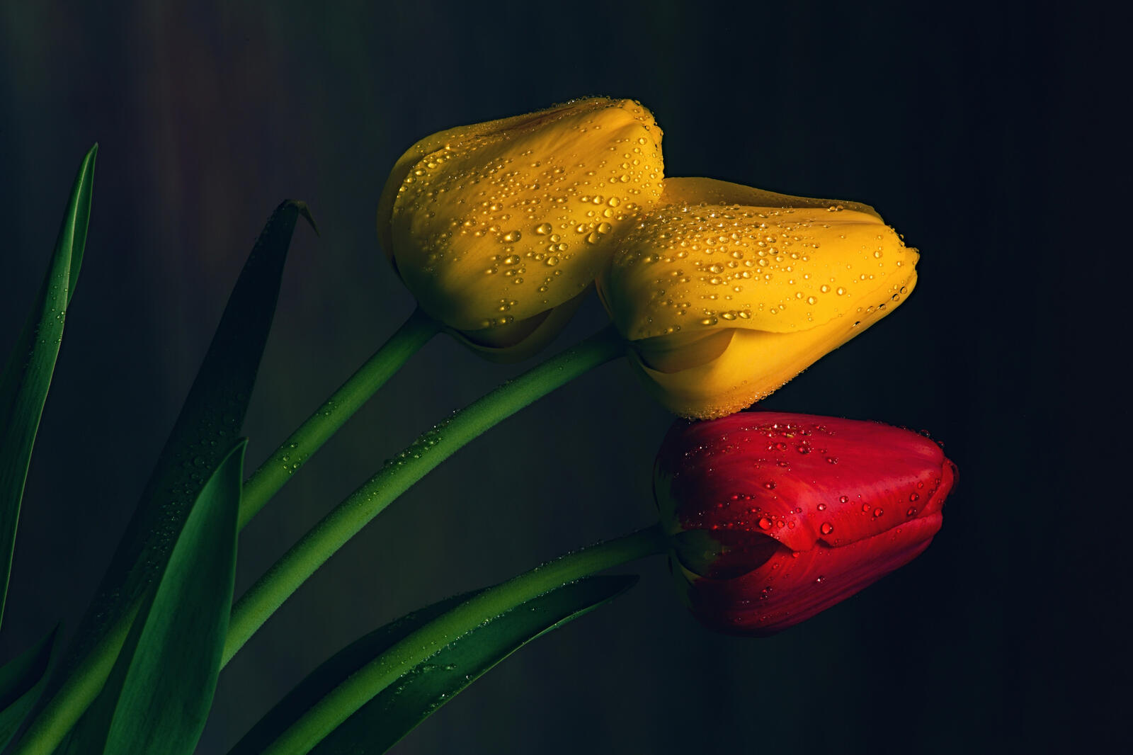 Обои тюльпаны цветы капли на рабочий стол