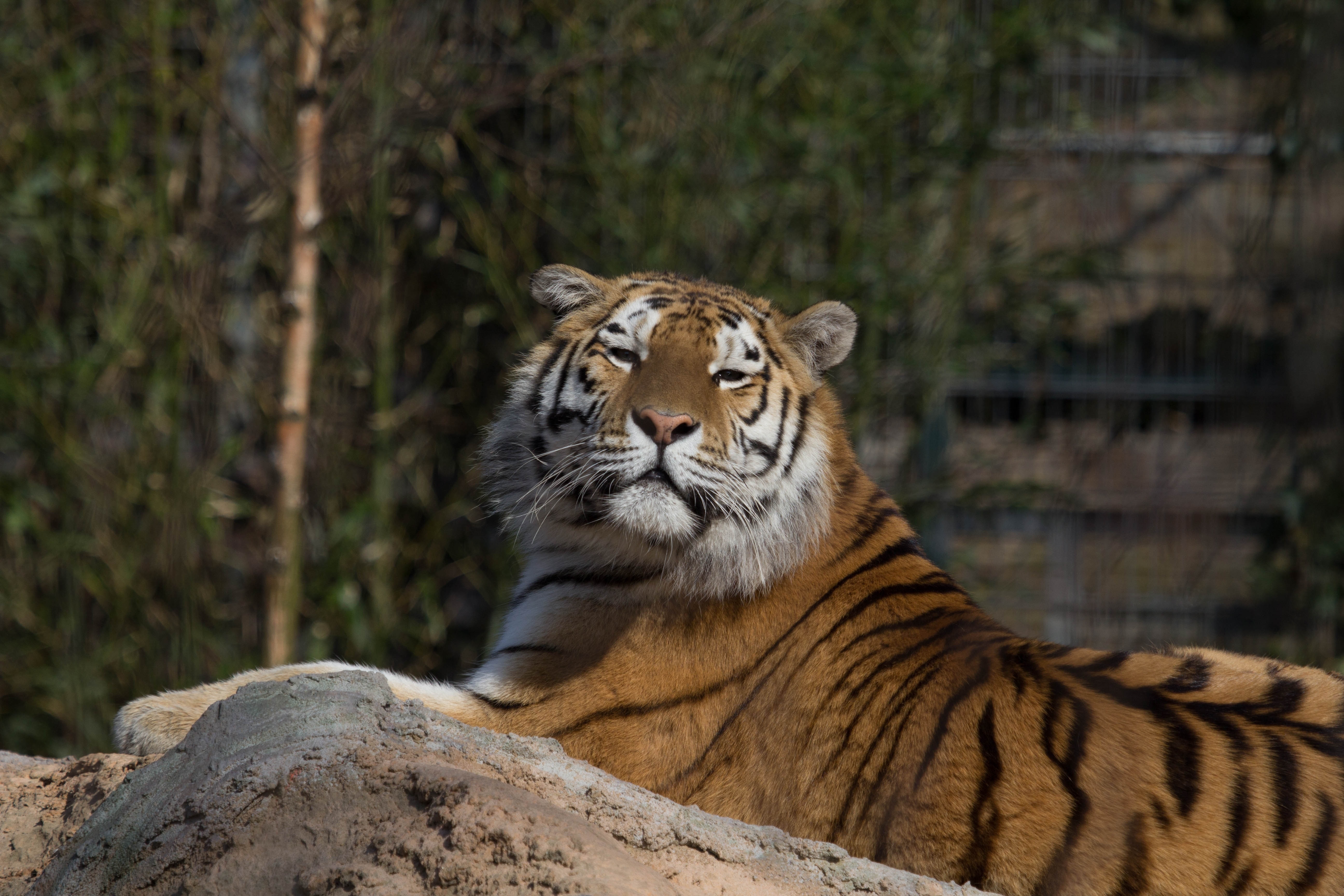 Фото бесплатно обои тигр, лежа, хищник