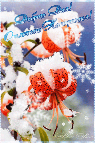 Postcard card flowers snow spring - free greetings on Fonwall