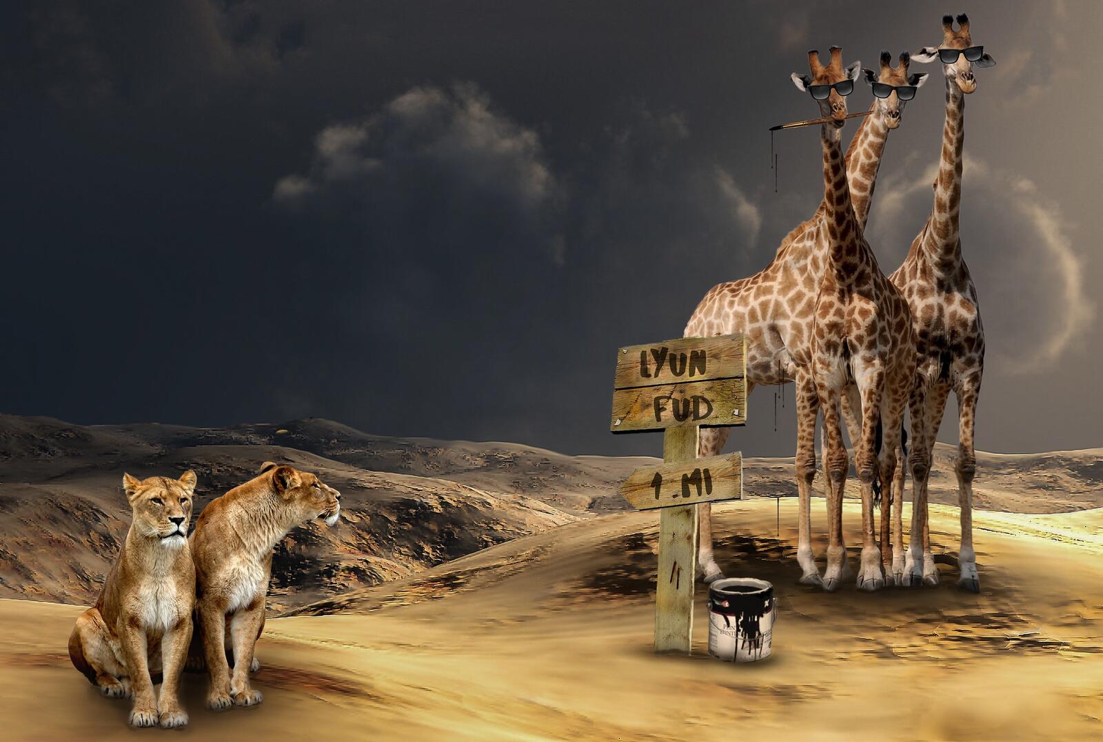 Wallpapers lions and giraffes fantasy fantasy on the desktop