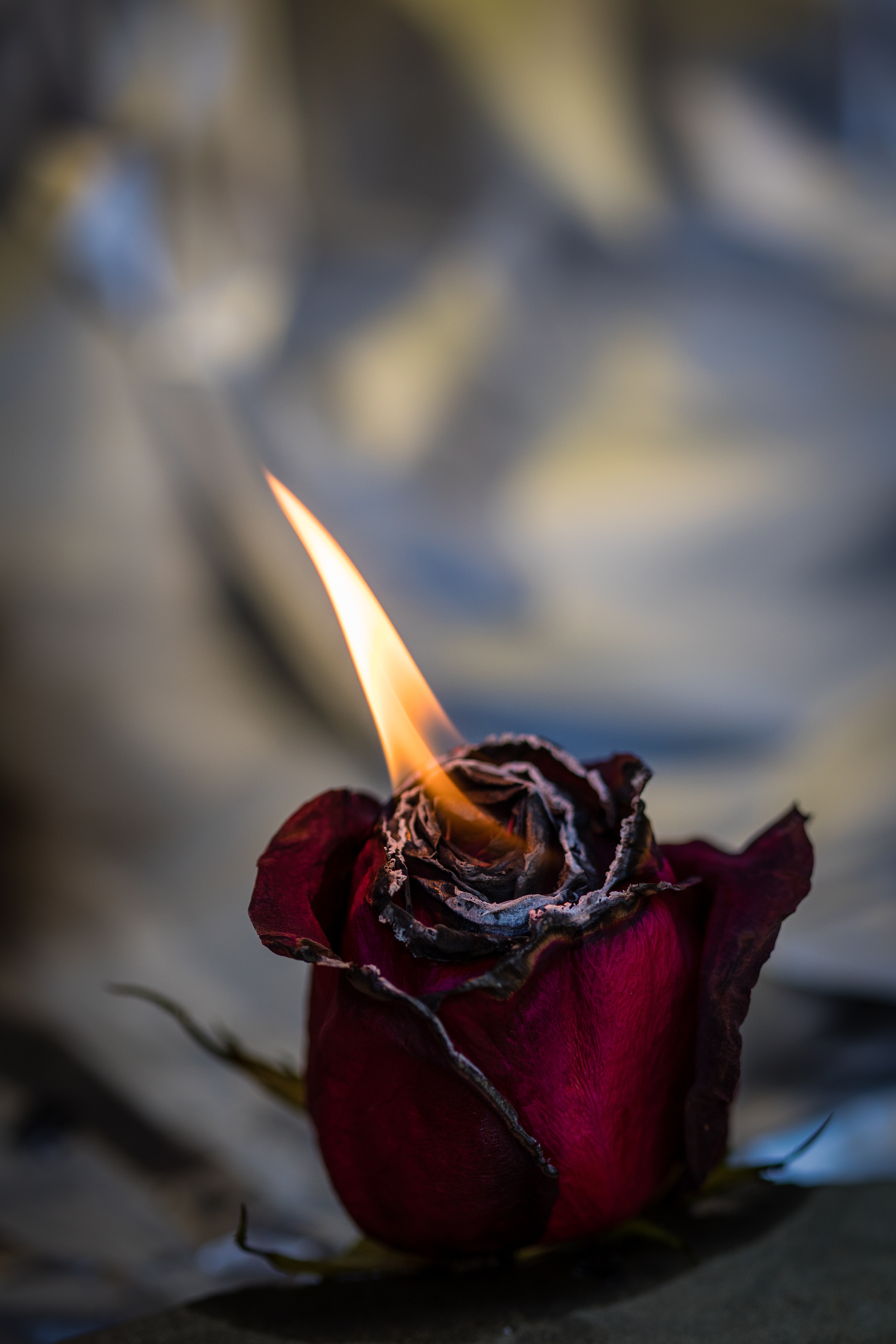 Free photo The flame of the roses