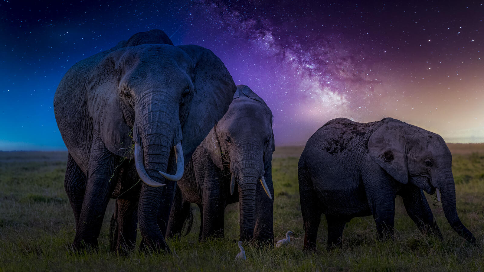 Wallpapers Kenya Africa elephants on the desktop
