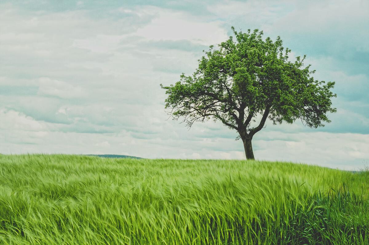 A lone tree with a green crown in a large field with green grass