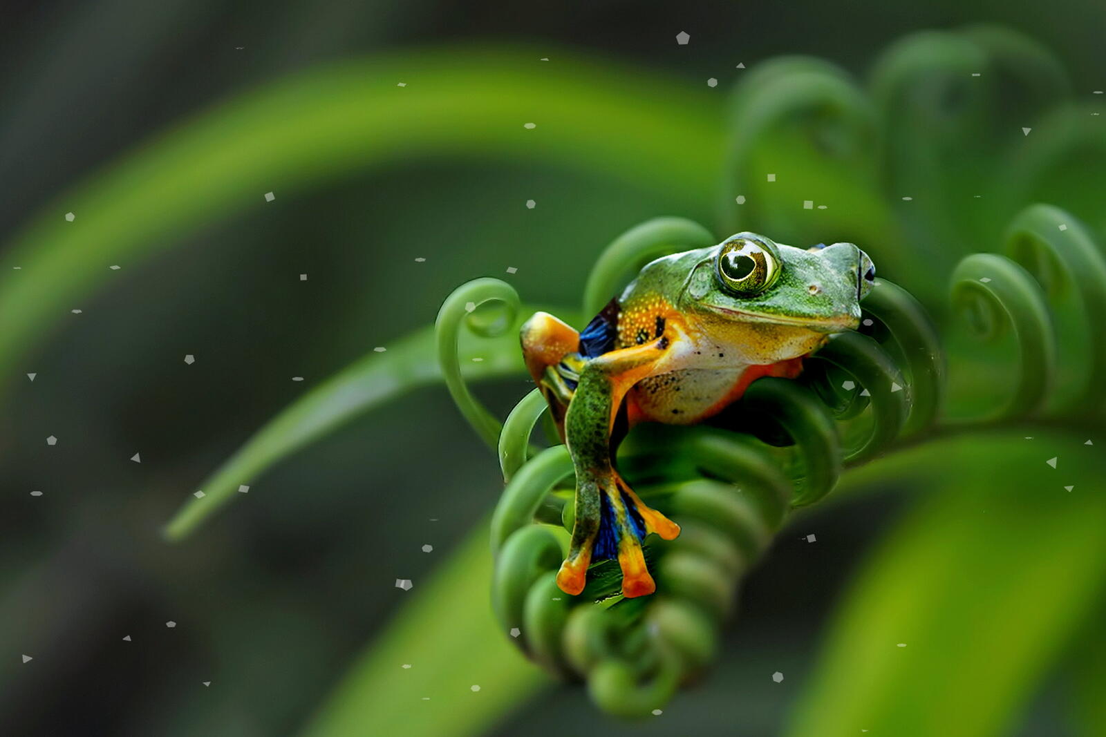 Wallpapers frog view green background on the desktop
