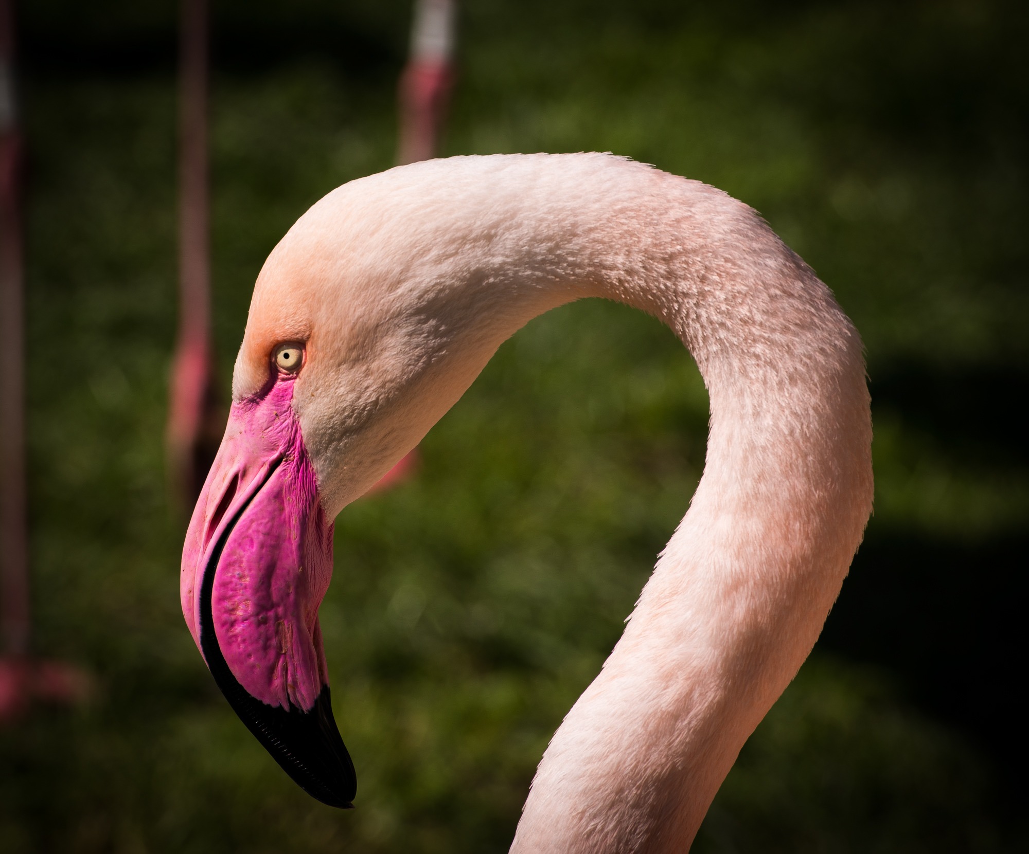 Фото бесплатно клюв, природа, розовый фламинго
