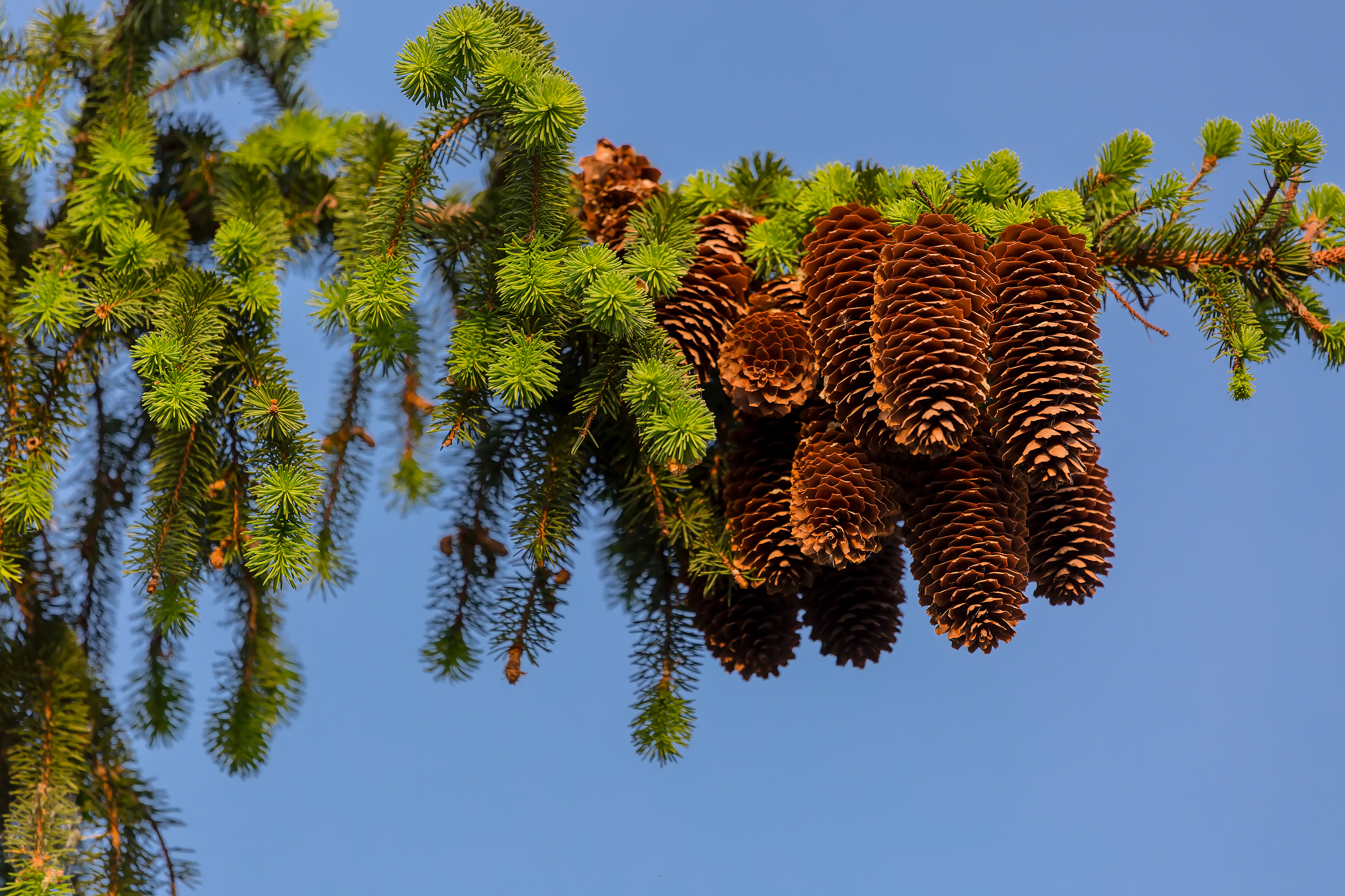 Free photo Spruce branch with cones
