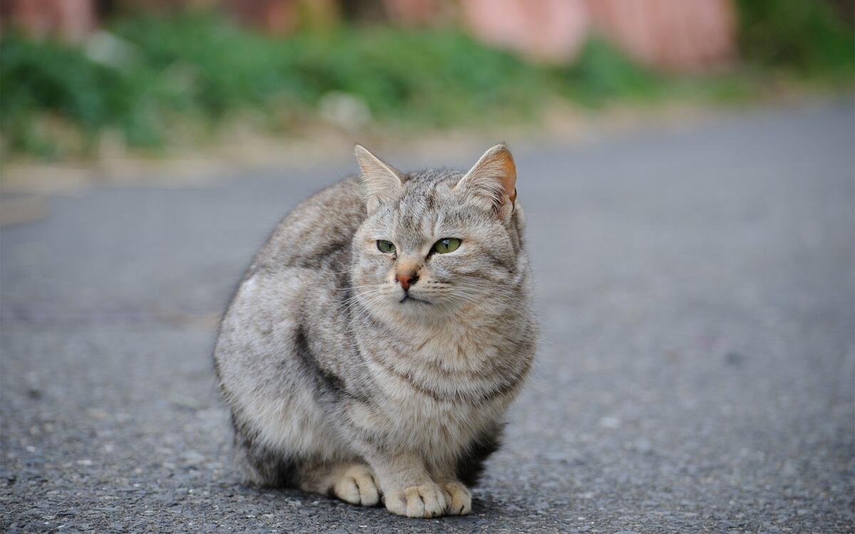 Бродячая кошка сидит на дороге
