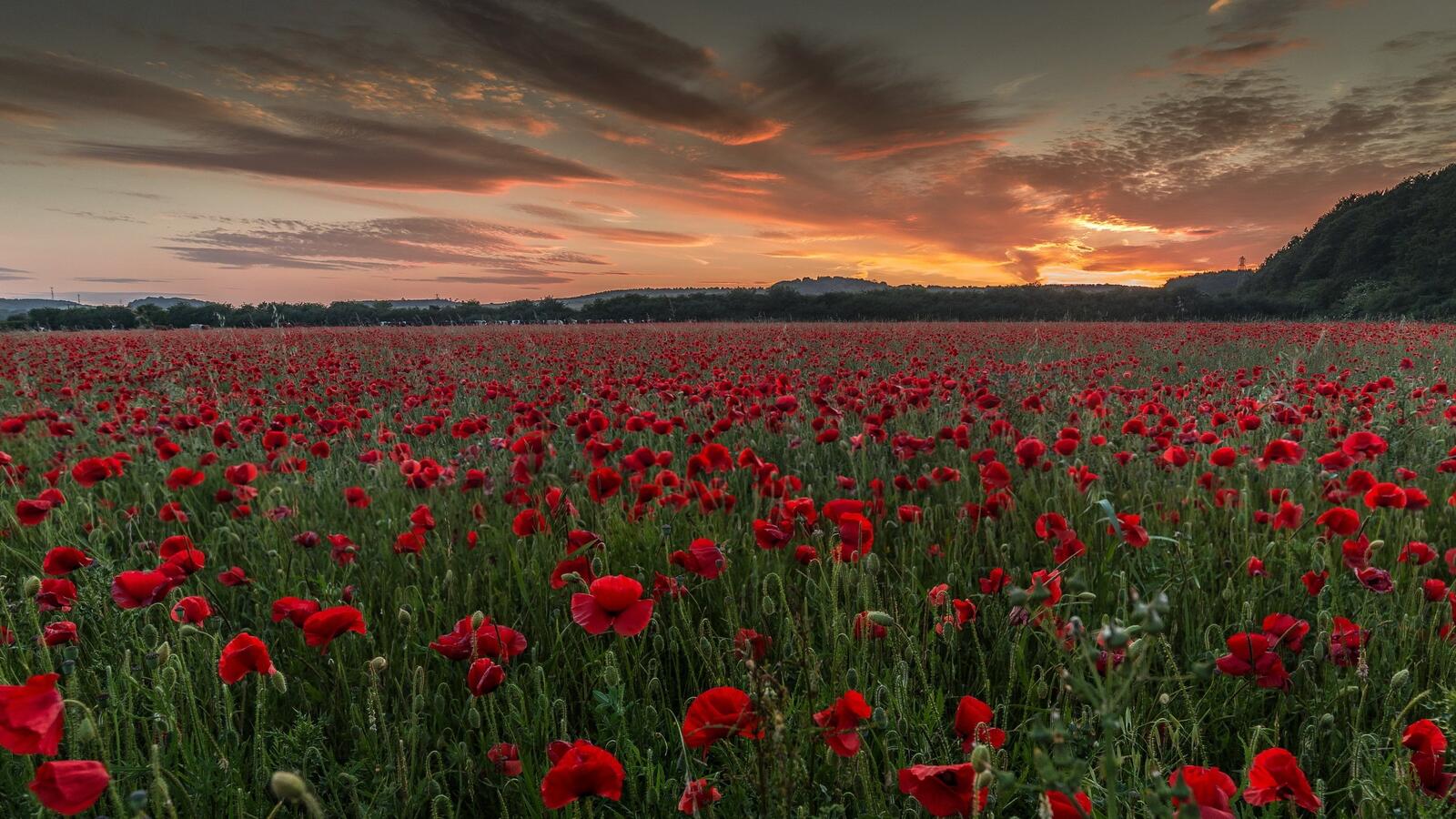 Free photo A large evening field of poppies