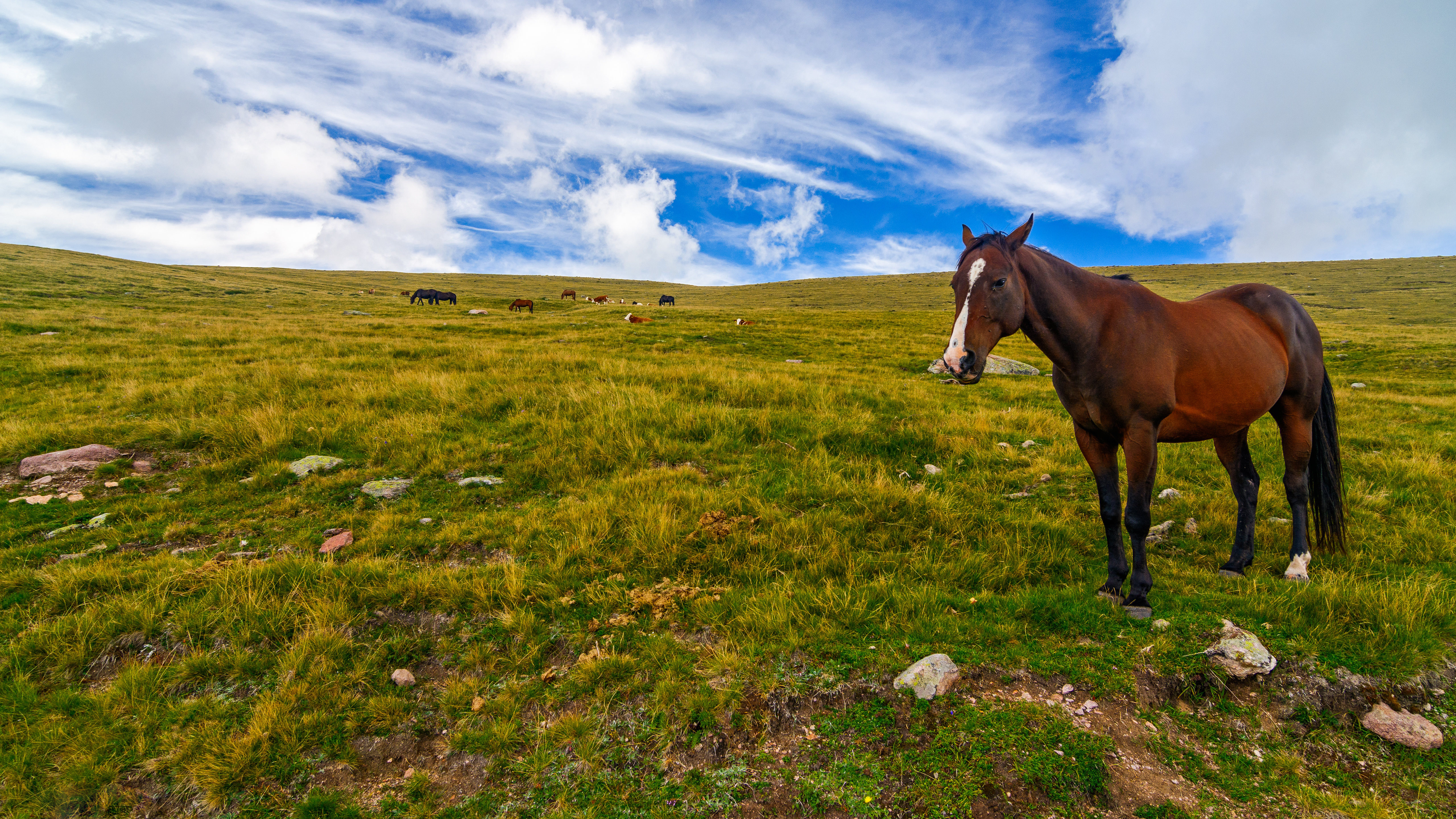 Фото бесплатно животные, лошади, небо