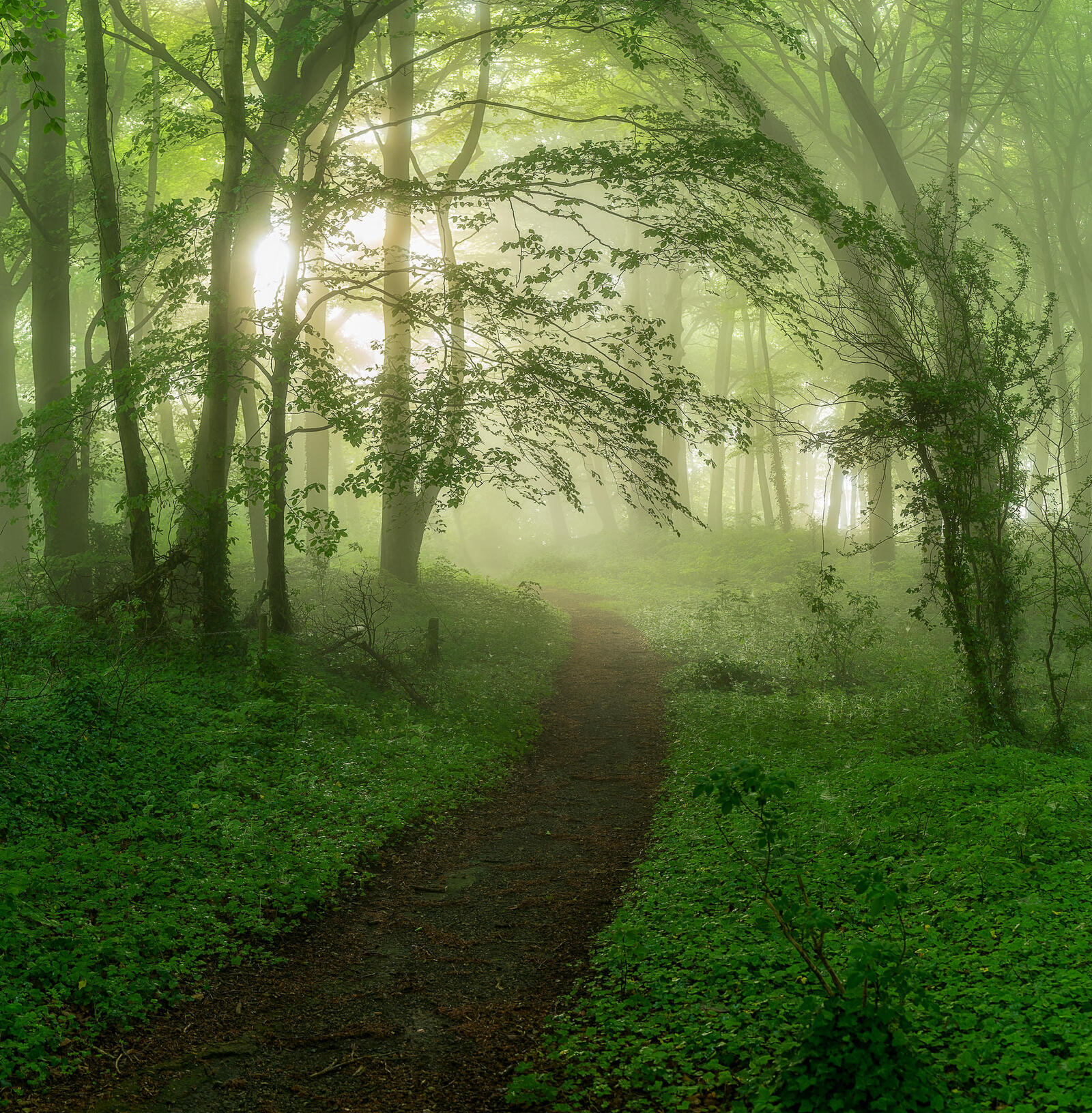 Wallpapers fog path forest on the desktop