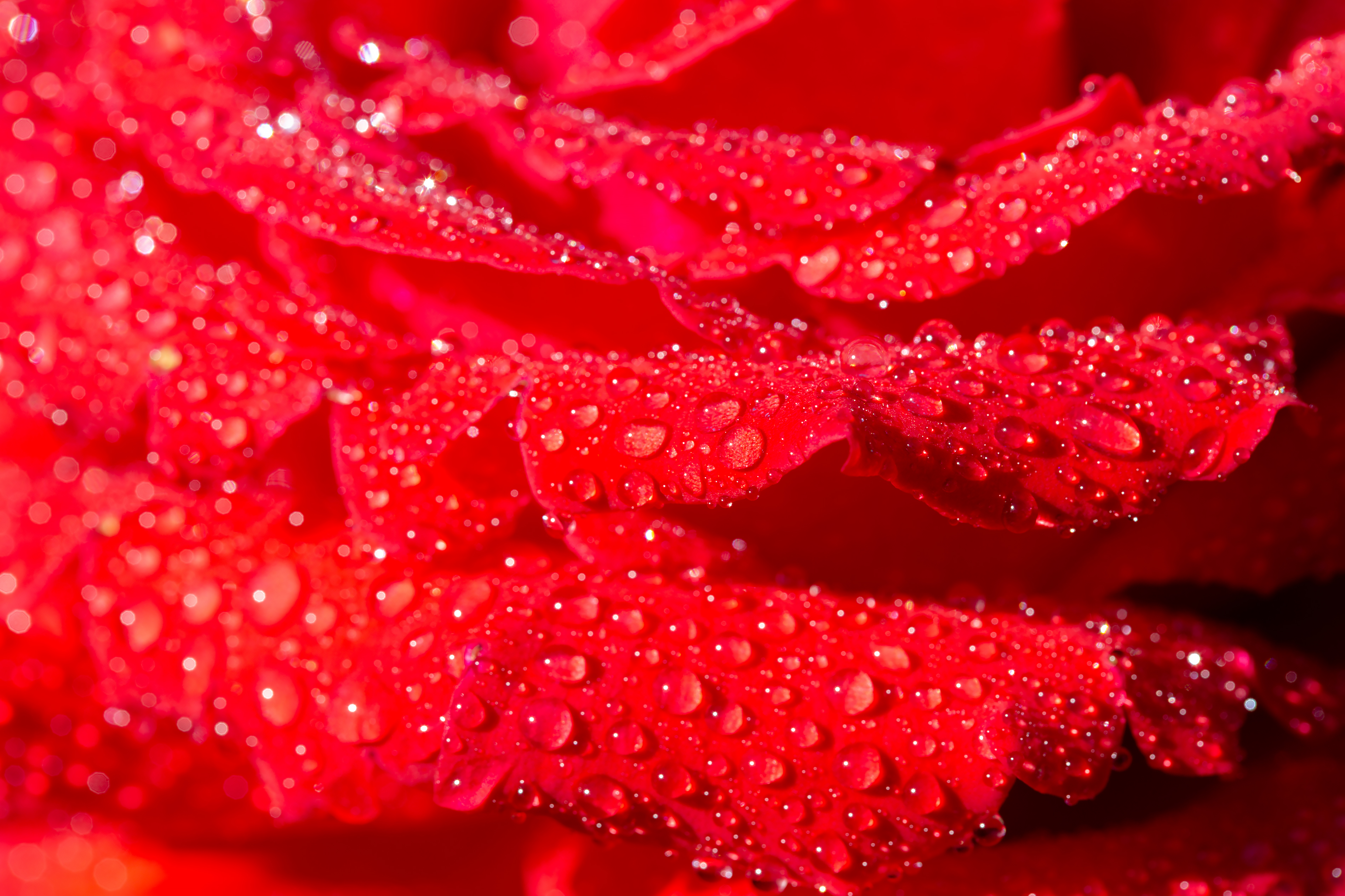 Free photo Macro petals of scarlet rose