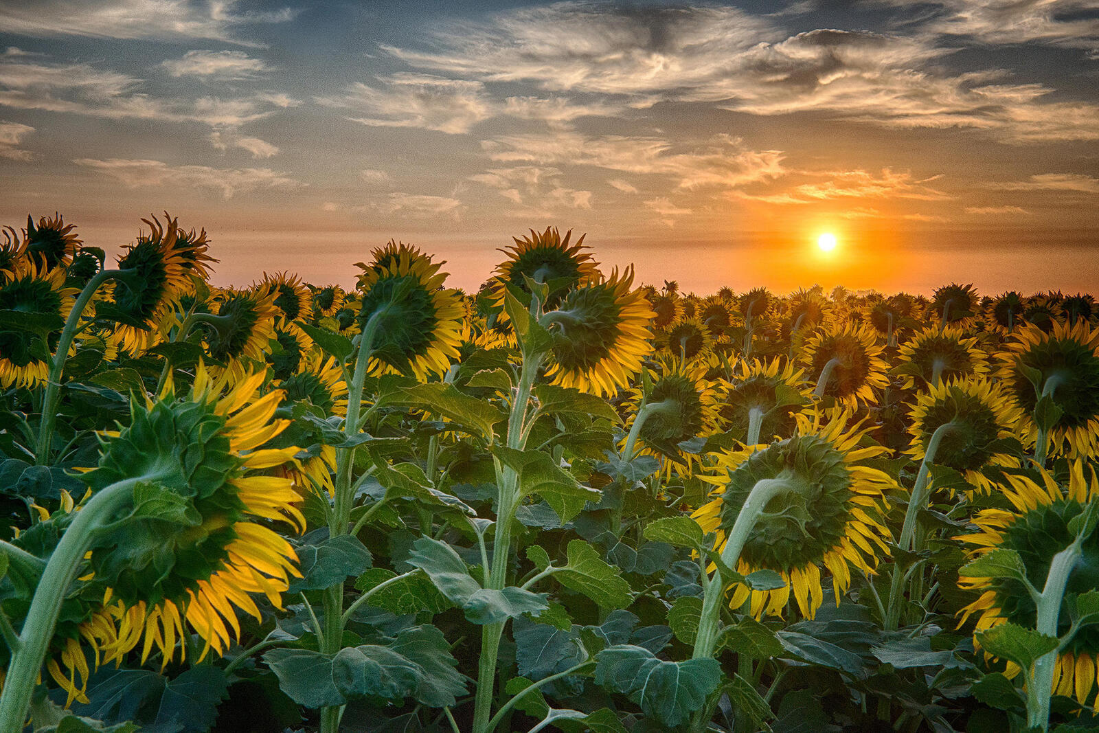 Free photo Sunflowers, sunset desktop screensaver
