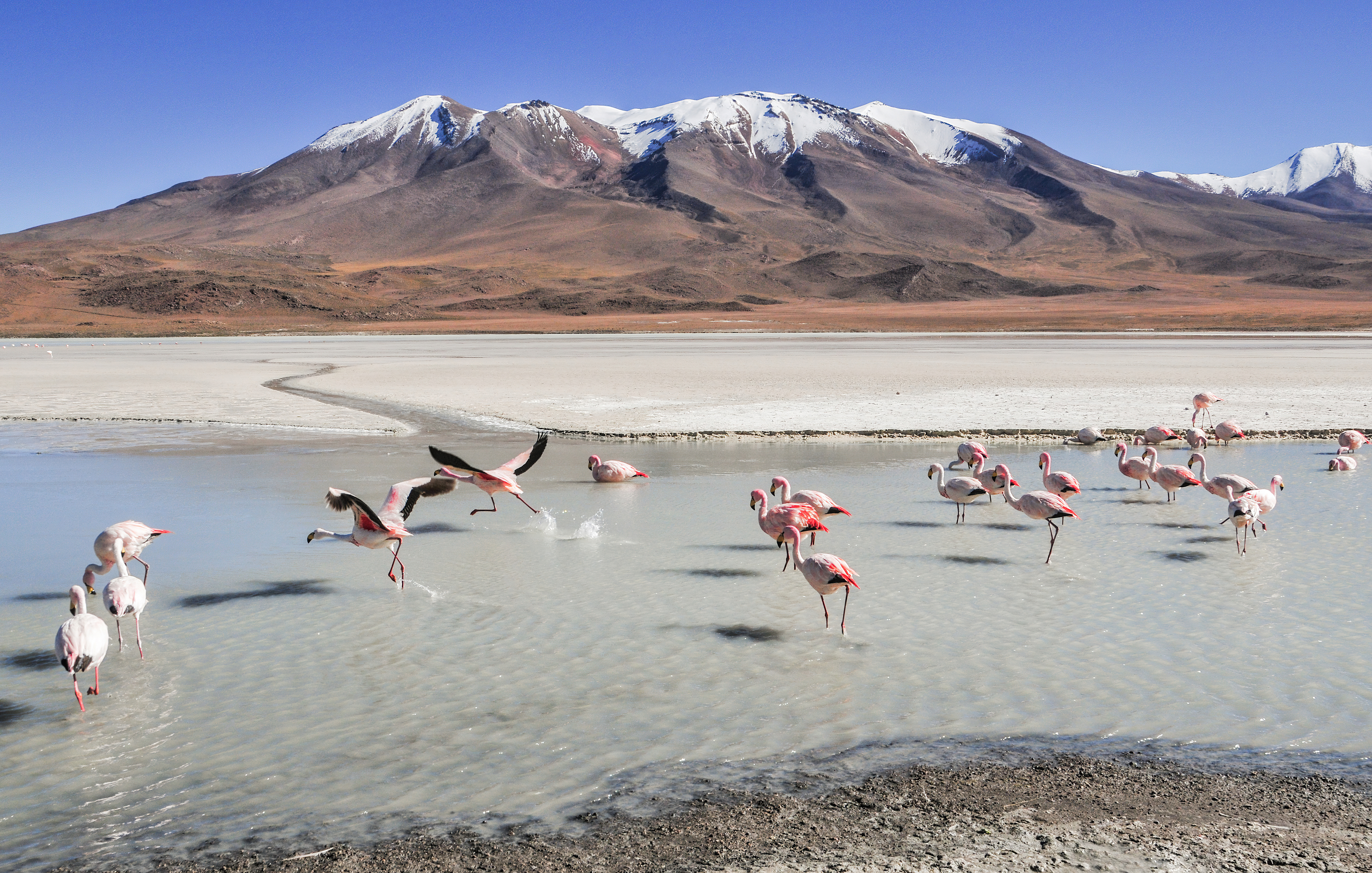 Фото бесплатно фламинго, птицы, озеро