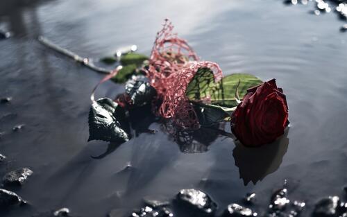 A rose thrown into a puddle
