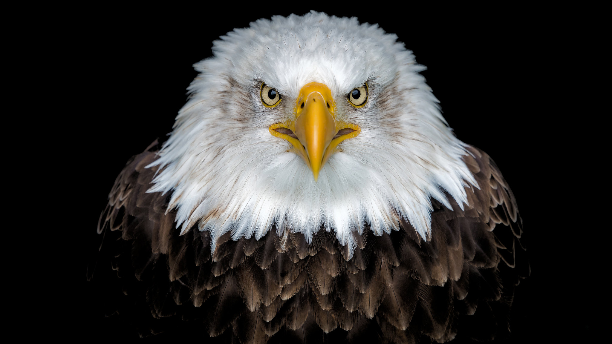 Free photo Portrait of an Eagle