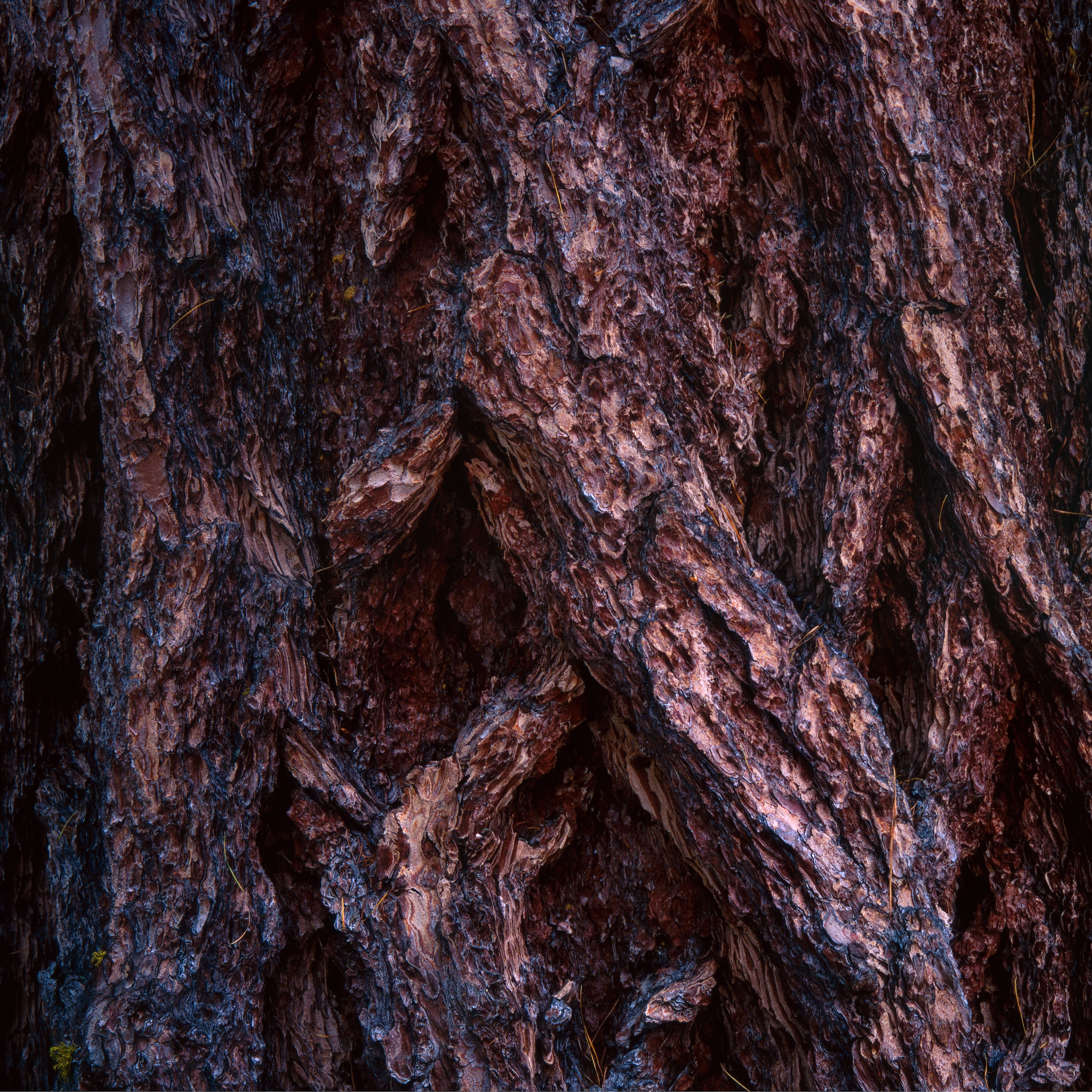 Фото бесплатно кора, дерево, поверхность