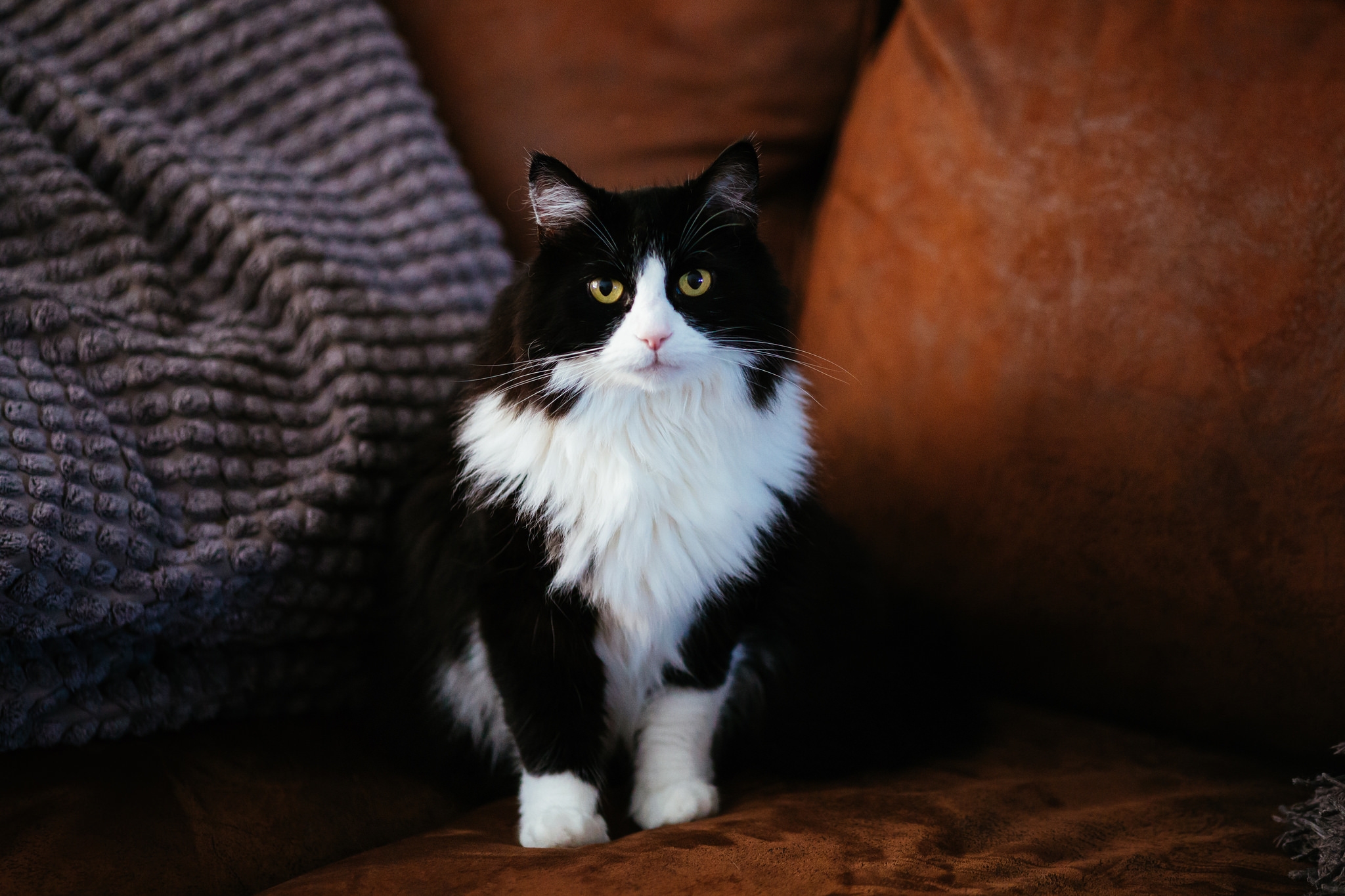 Фото бесплатно котенок на обоях, сидя, пушистые