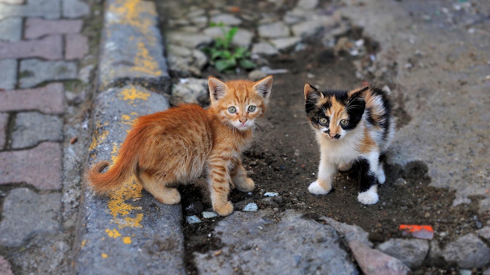 Обои котята улица два котенка на рабочий стол