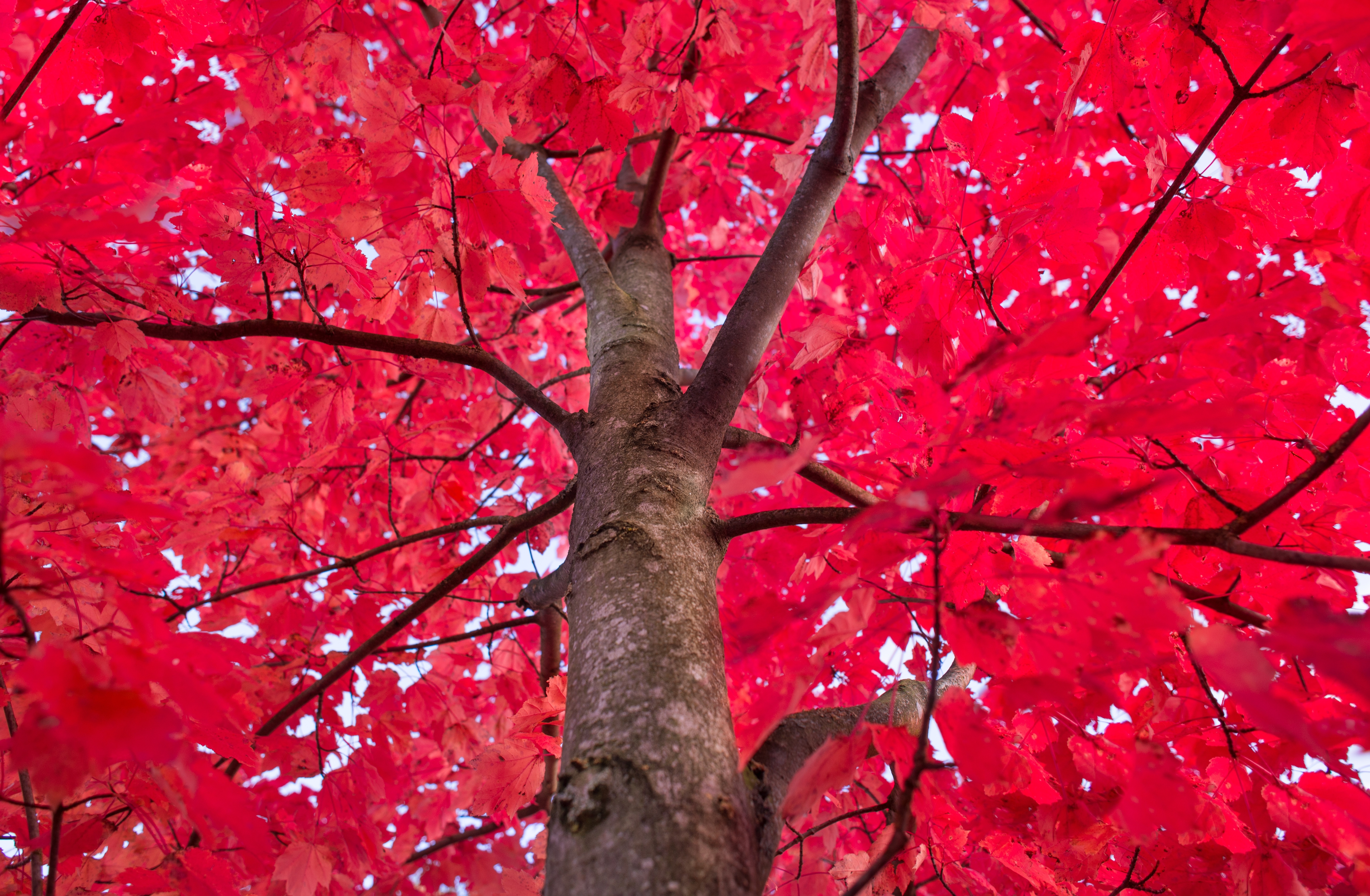 Wallpapers red leaves tree branches on the desktop