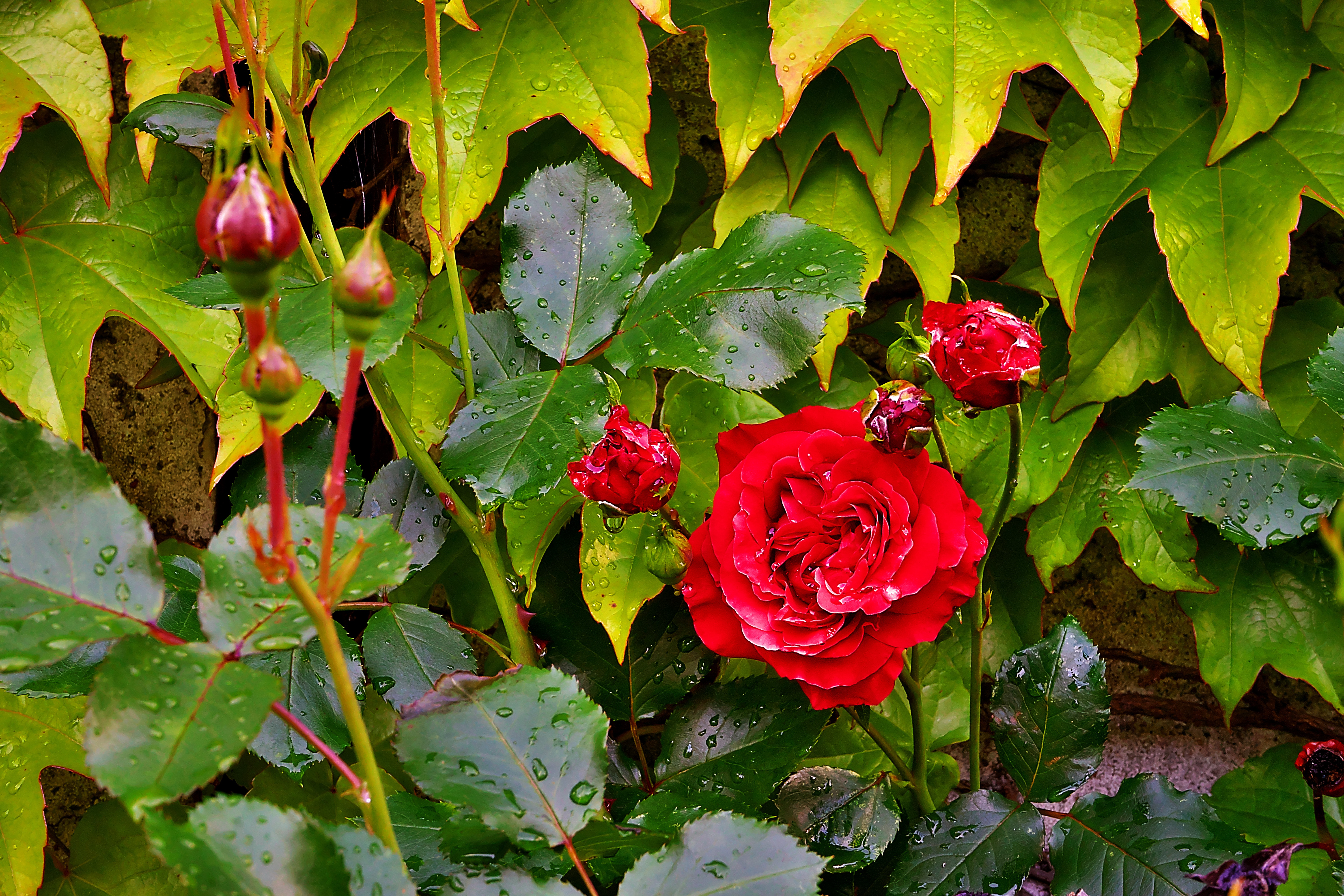 Wallpapers branches leaves rose on the desktop