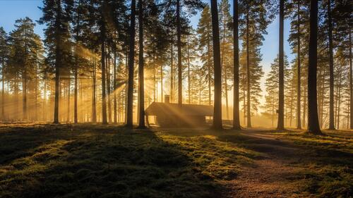 A cabin in a coniferous forest on a sunny evening