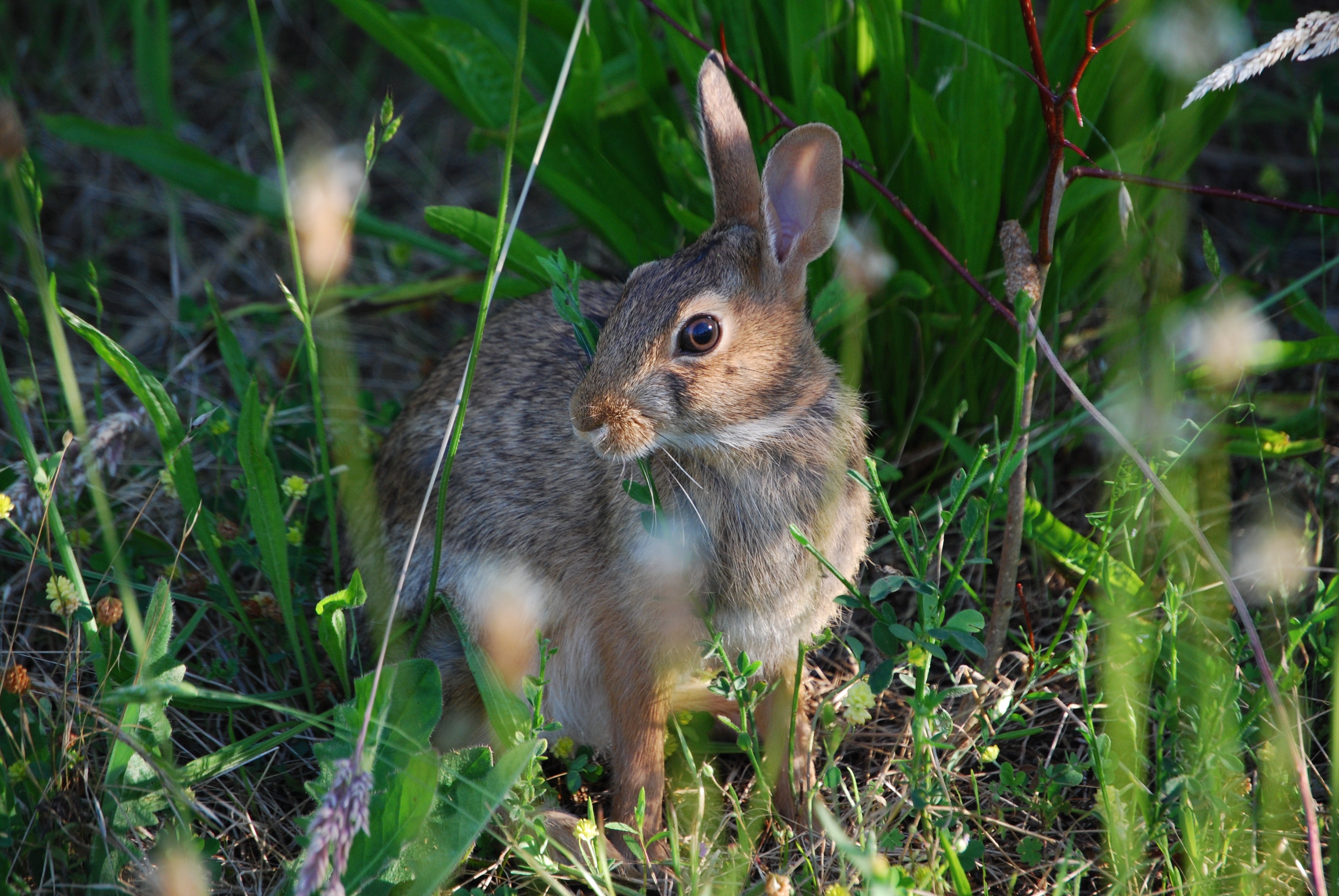 Фото бесплатно обои кролик, трава, взгляд