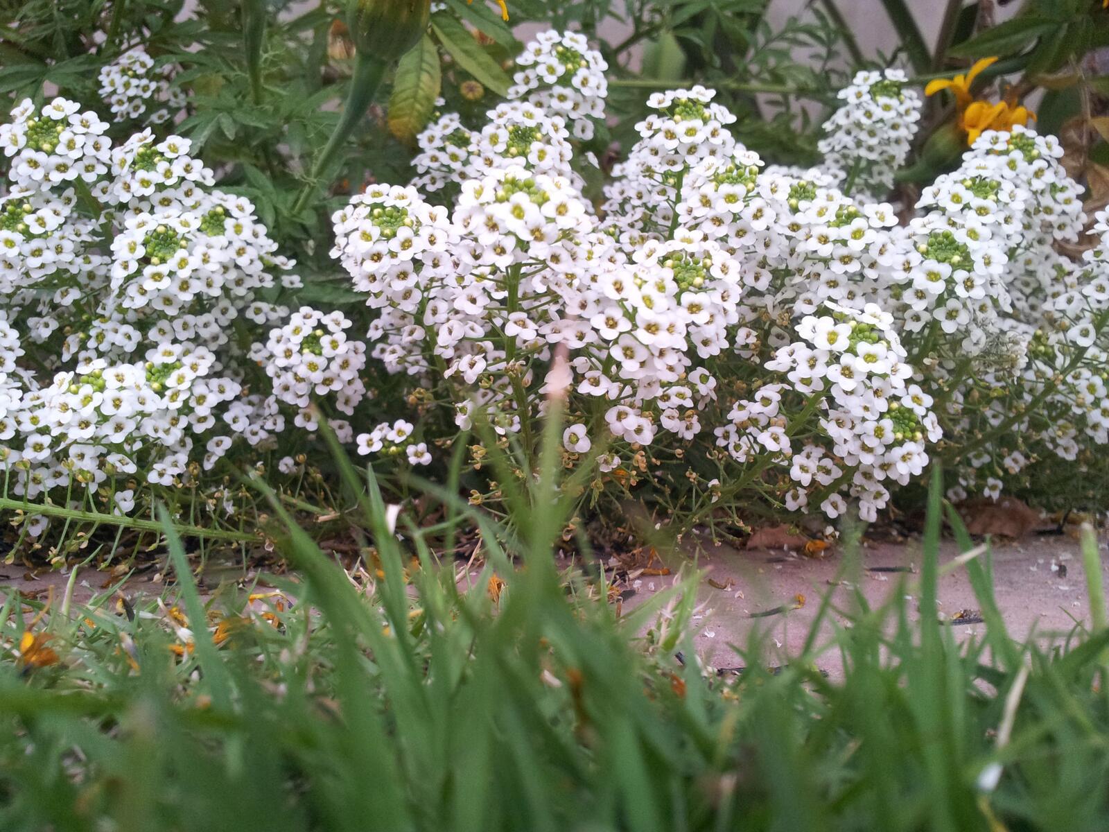 Обои сад белые цветы травы на рабочий стол