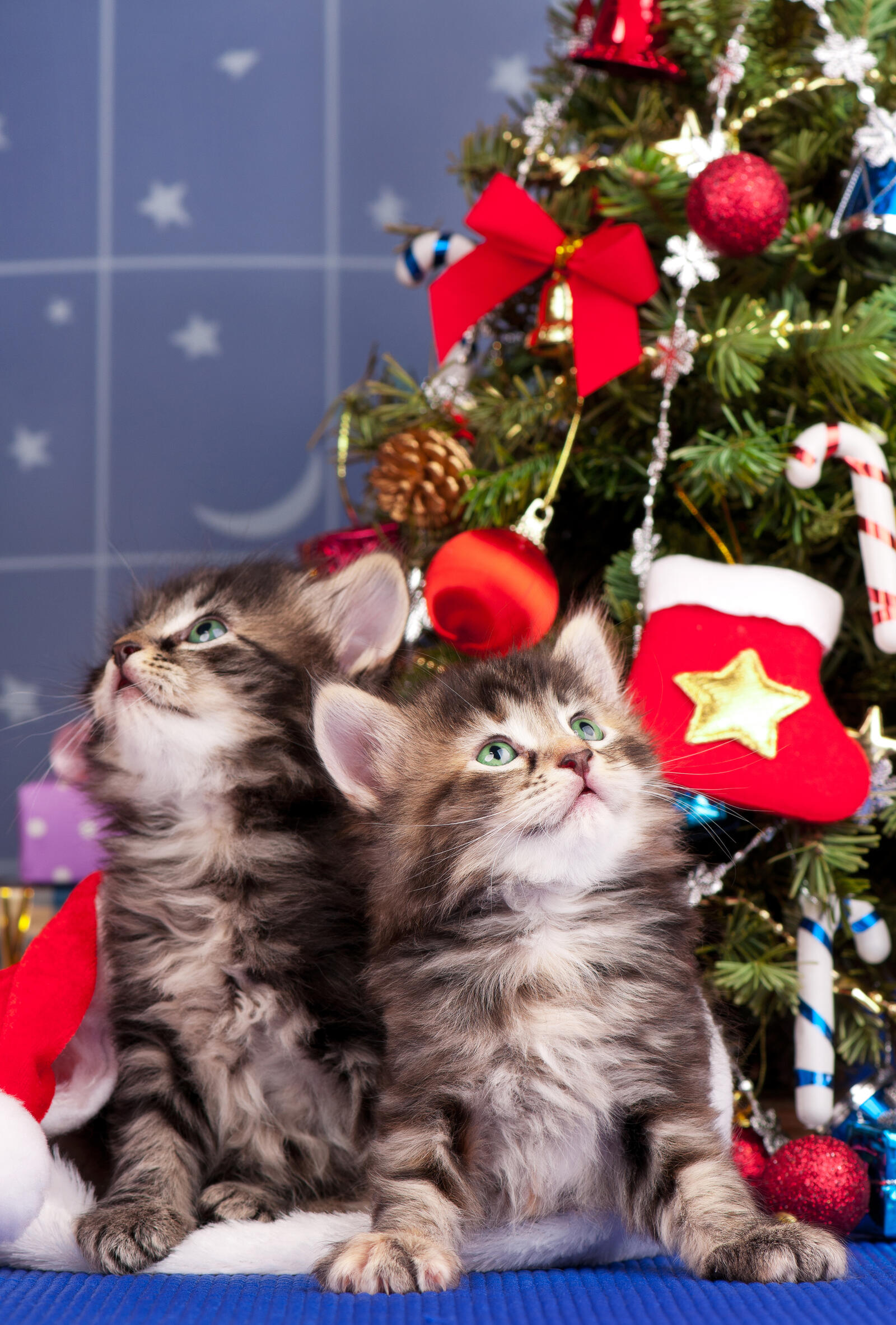 桌面上的壁纸小猫 两只小猫 圣诞树