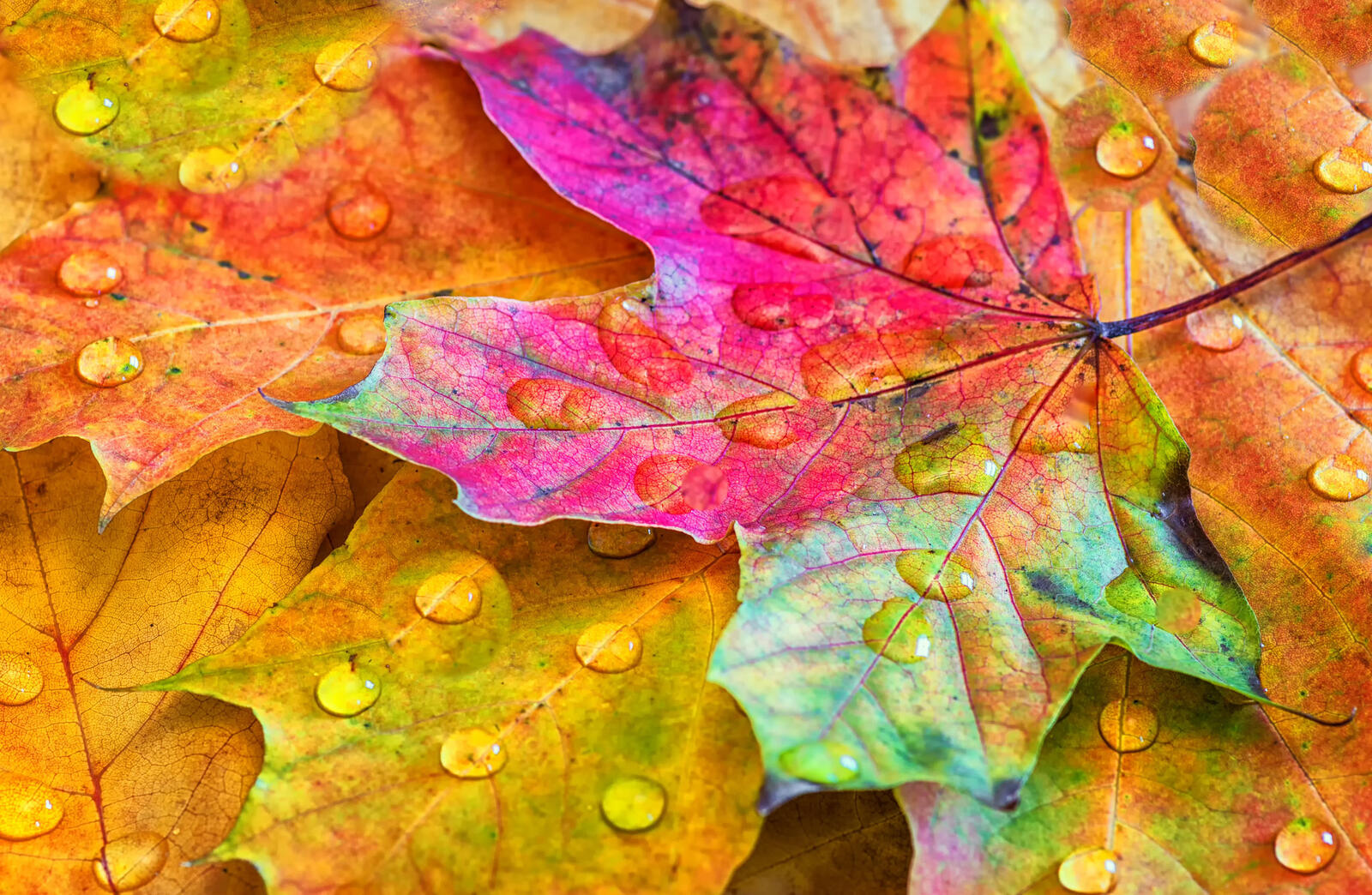 Wallpapers drops nature autumn on the desktop