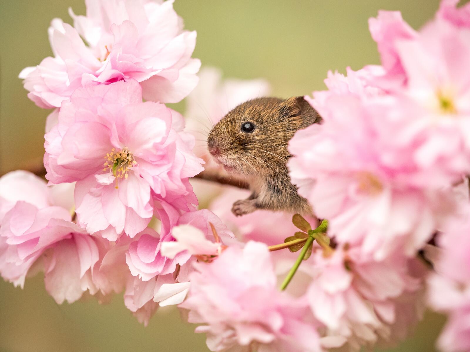 Wallpapers pink flowers mouse rodent on the desktop